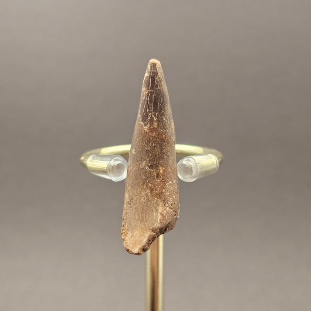 Plesiosaur Tooth — view 1