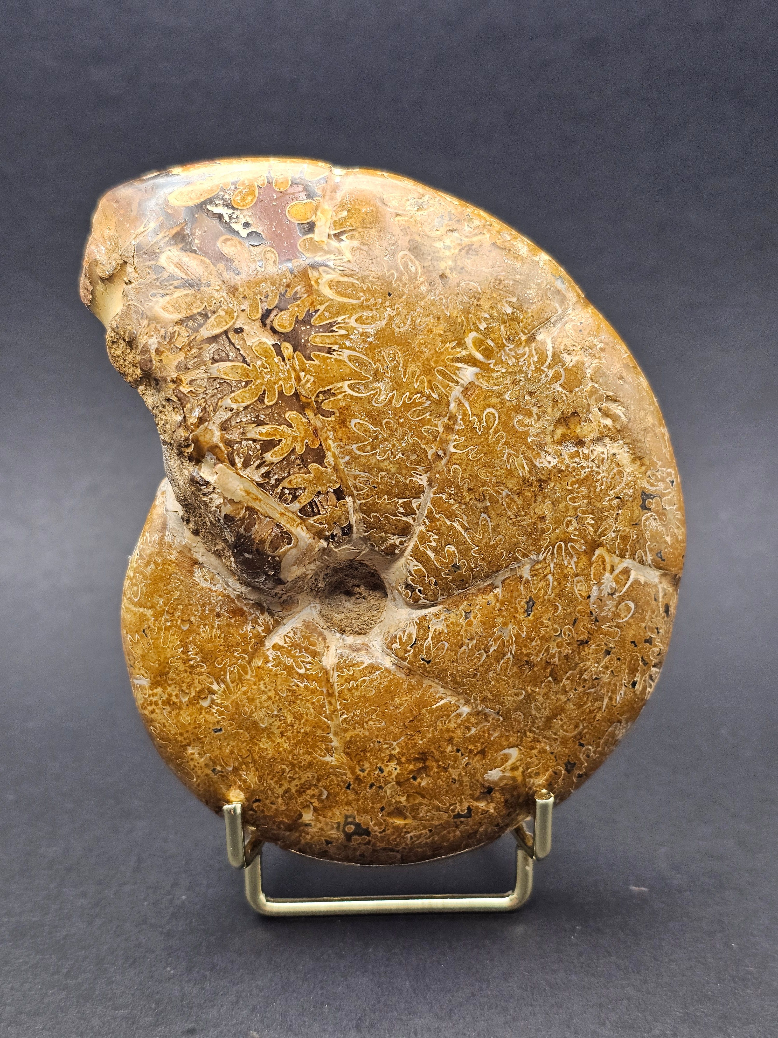 Polished Madagascan Phylloceratid Ammonite - 305g — view 2