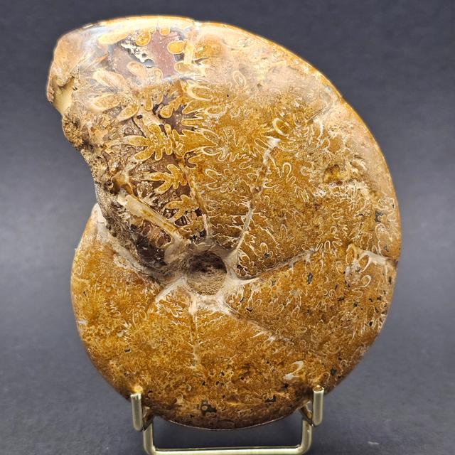 Polished Madagascan Phylloceratid Ammonite - 305g — view 2