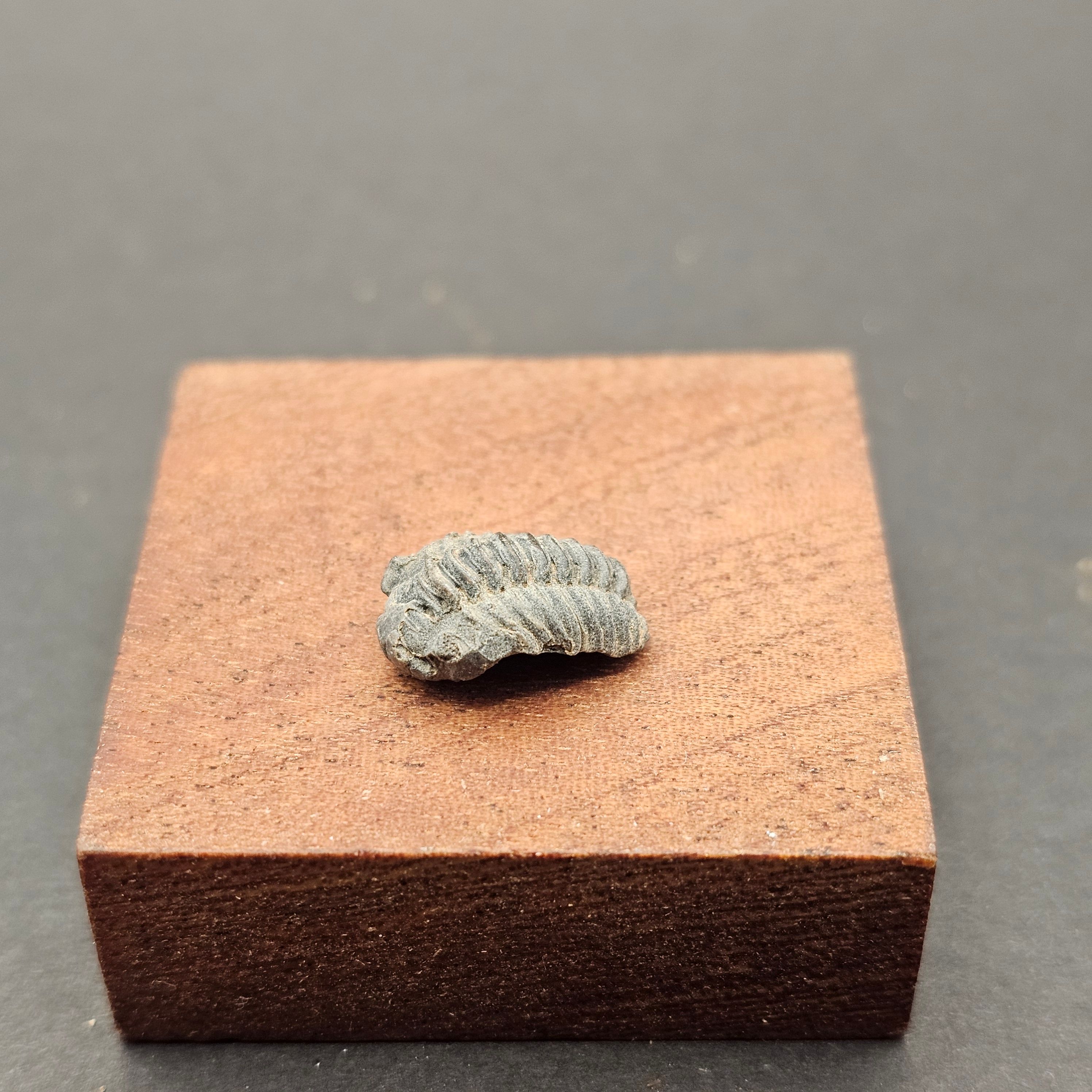 Small Enrolled Phacops Trilobite — view 4