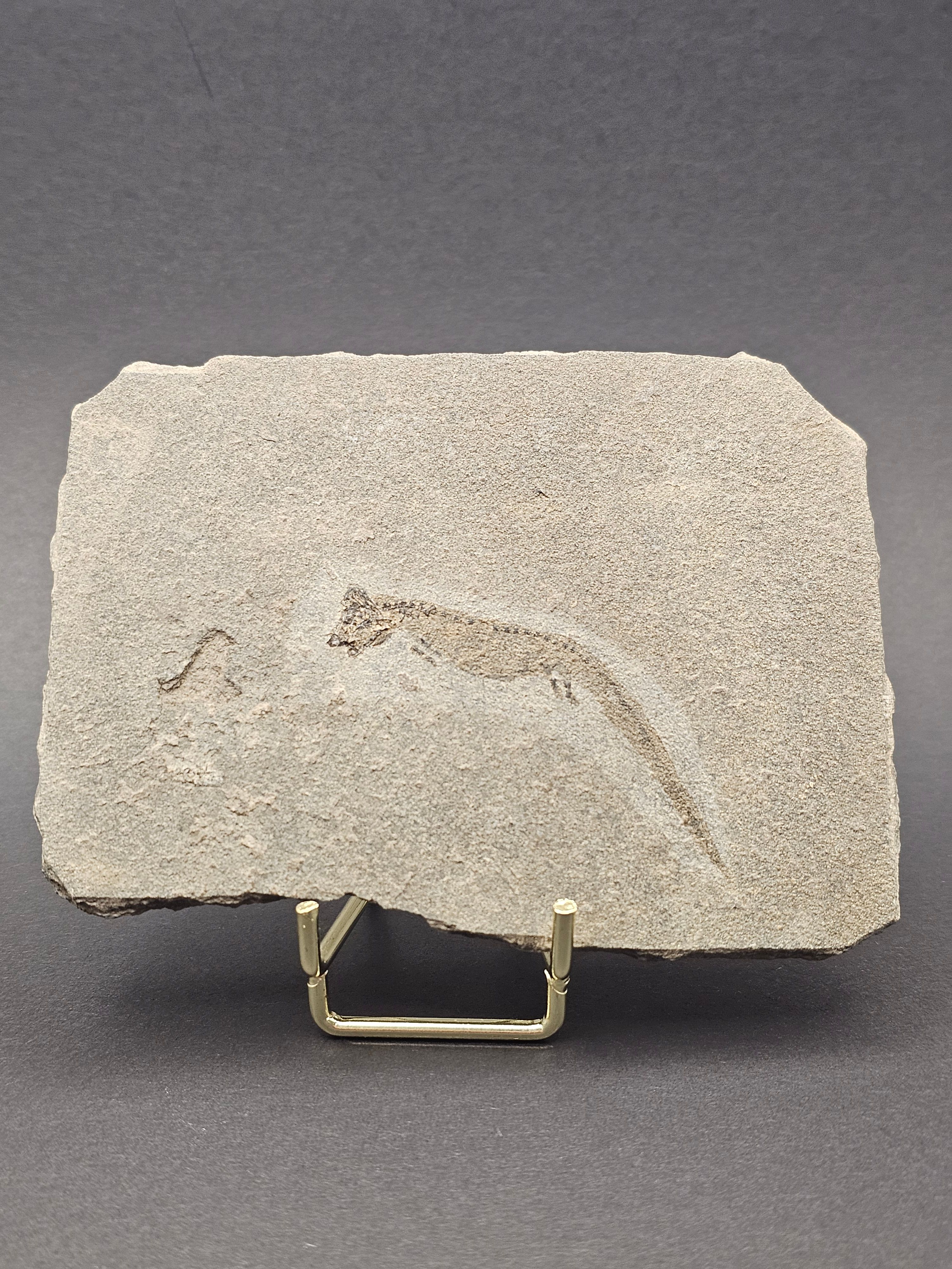 Apateon Branchiosaur | 6cm Specimen — view 2