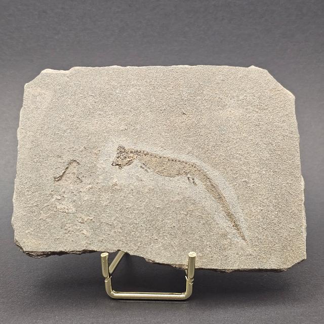 Apateon Branchiosaur | 6cm Specimen — view 2