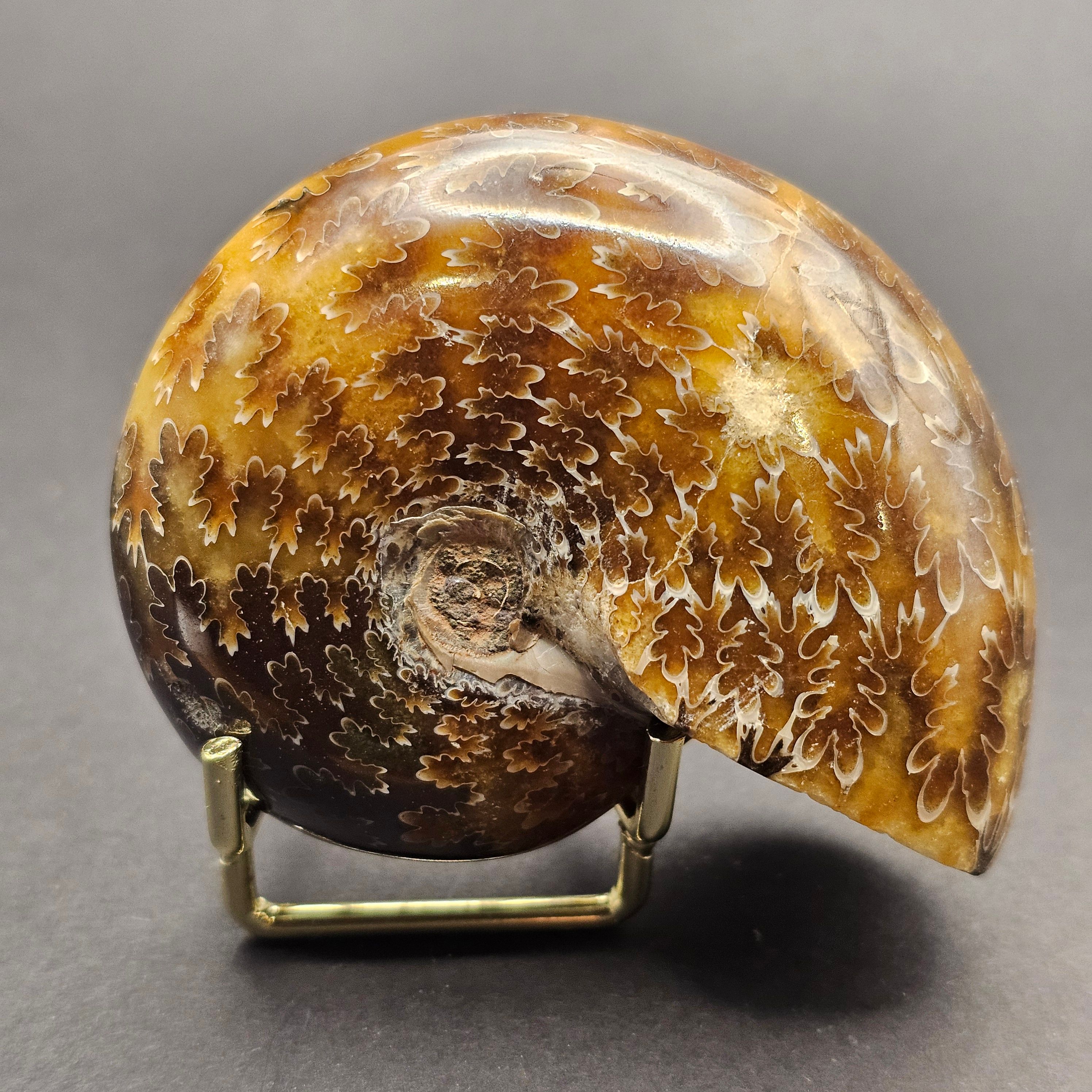 Polished Democeras Ammonite