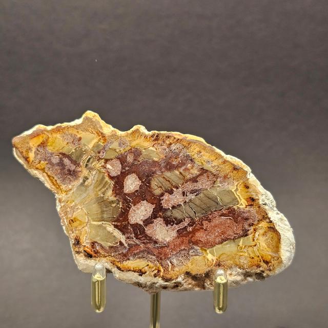Polished Triassic Petrified Wood Slice from Madagascar — view 4