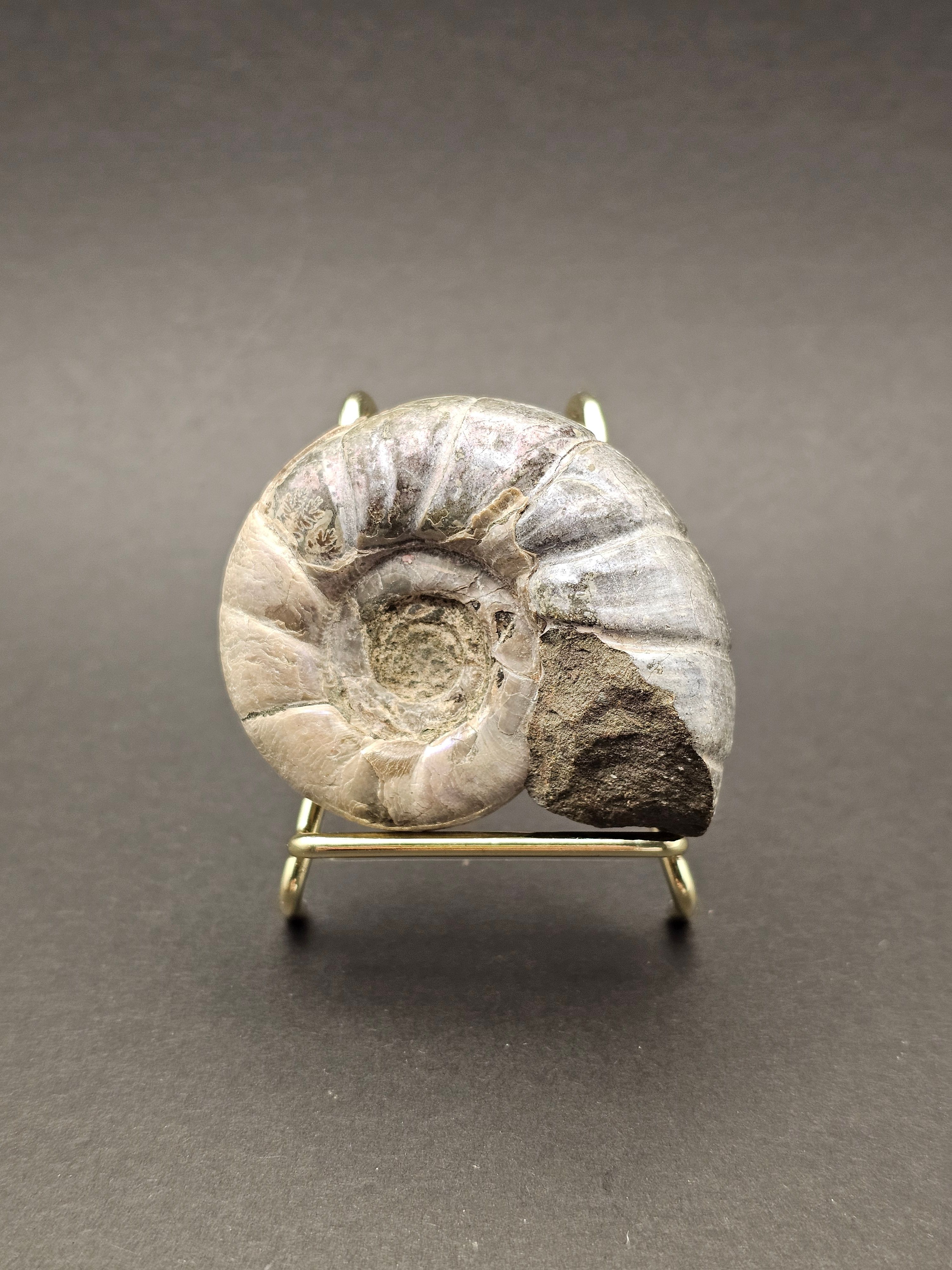 Eotetragonites umbilicostriatus Ammonite - Madagascar - 65g — view 2