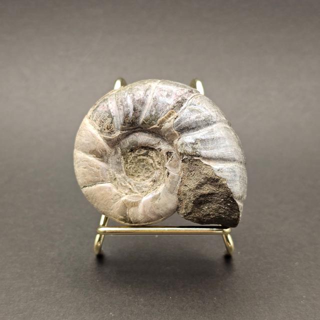 Eotetragonites umbilicostriatus Ammonite - Madagascar - 65g — view 2