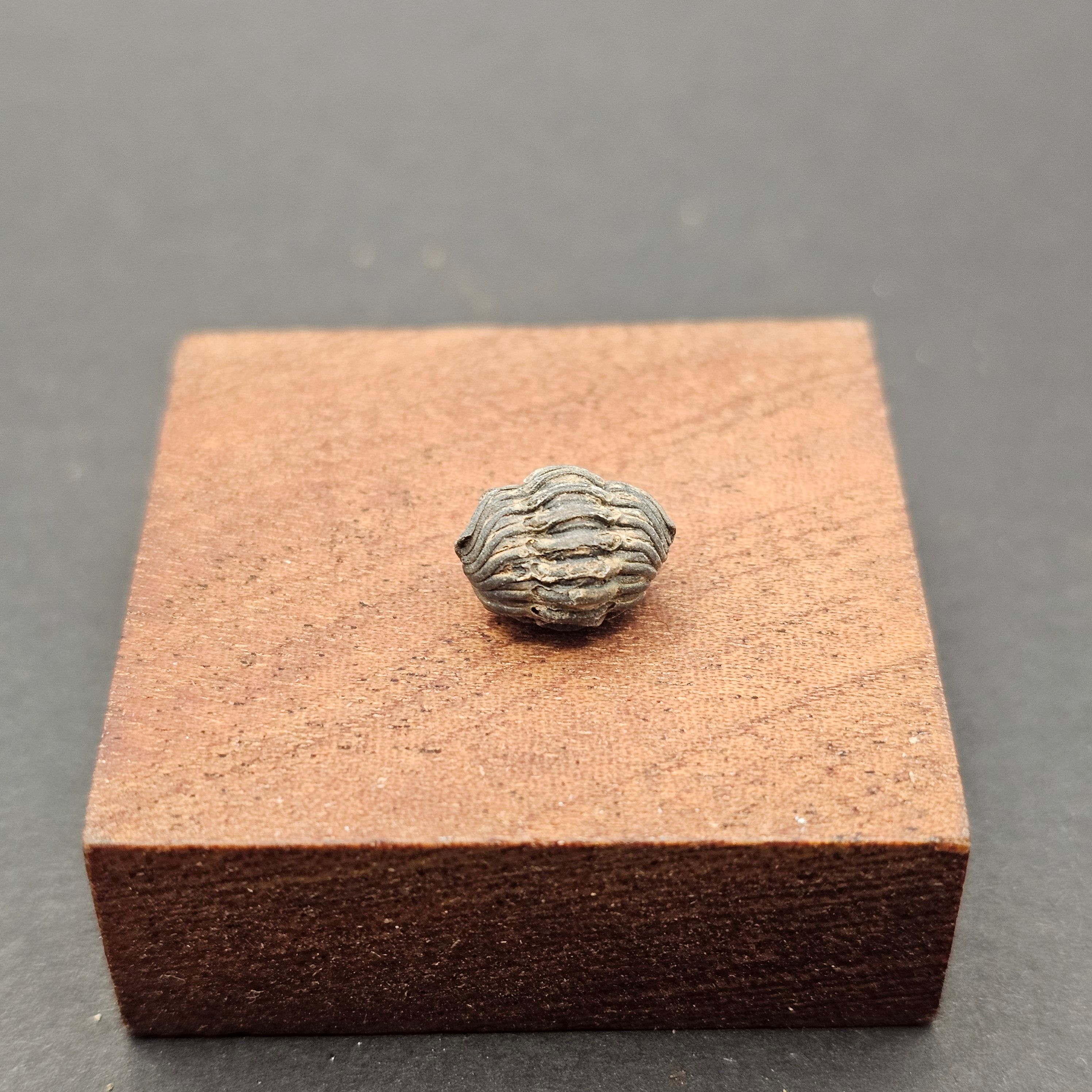 Small Enrolled Phacops Trilobite — view 5