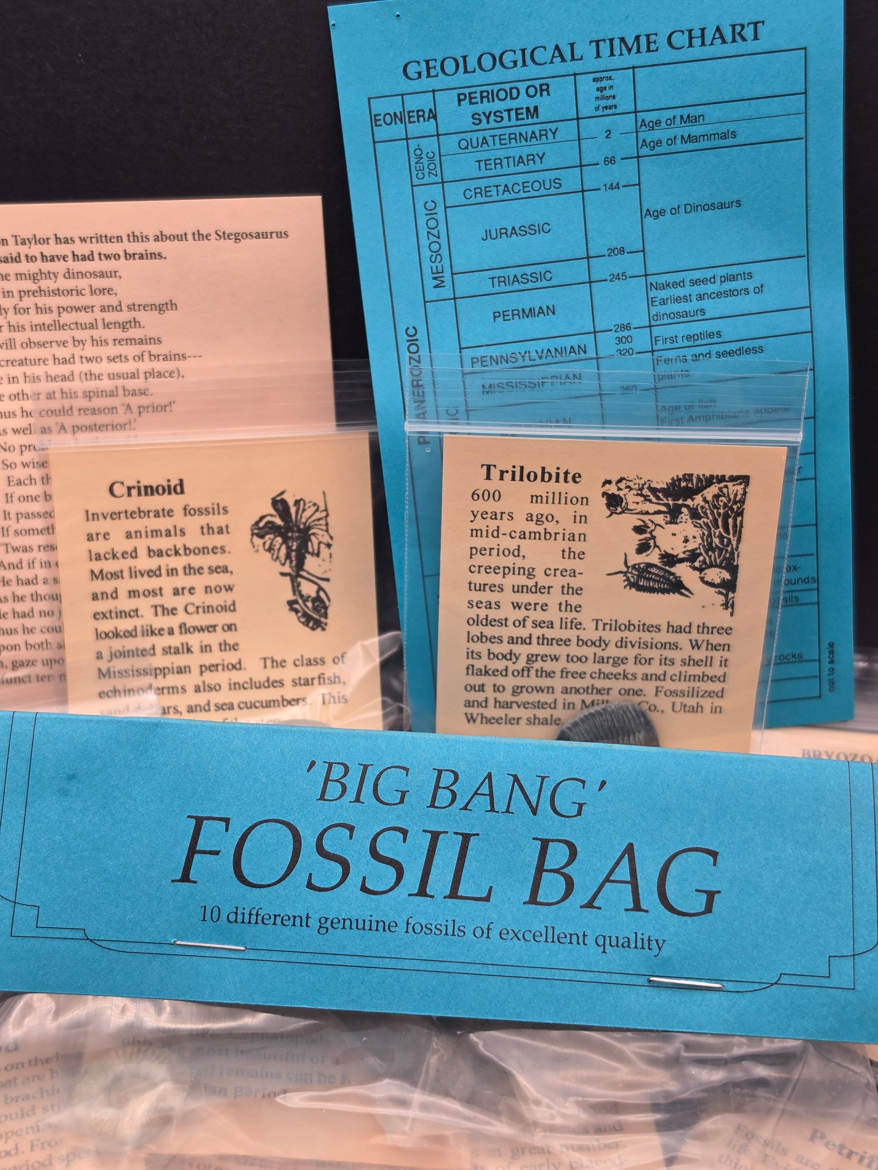 Big Bang Fossil Bundle Bag – 10 Genuine Fossil Specimens — view 8