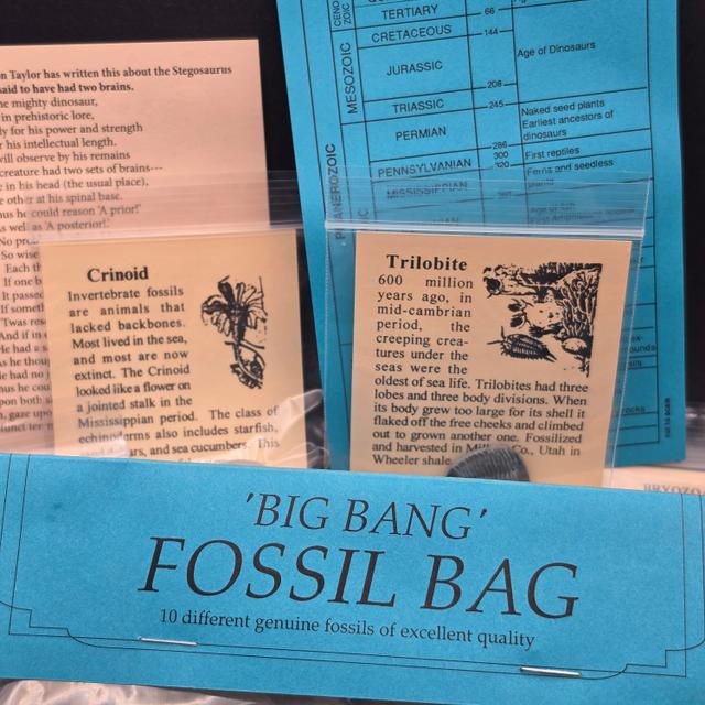 Big Bang Fossil Bundle Bag – 10 Genuine Fossil Specimens — view 8
