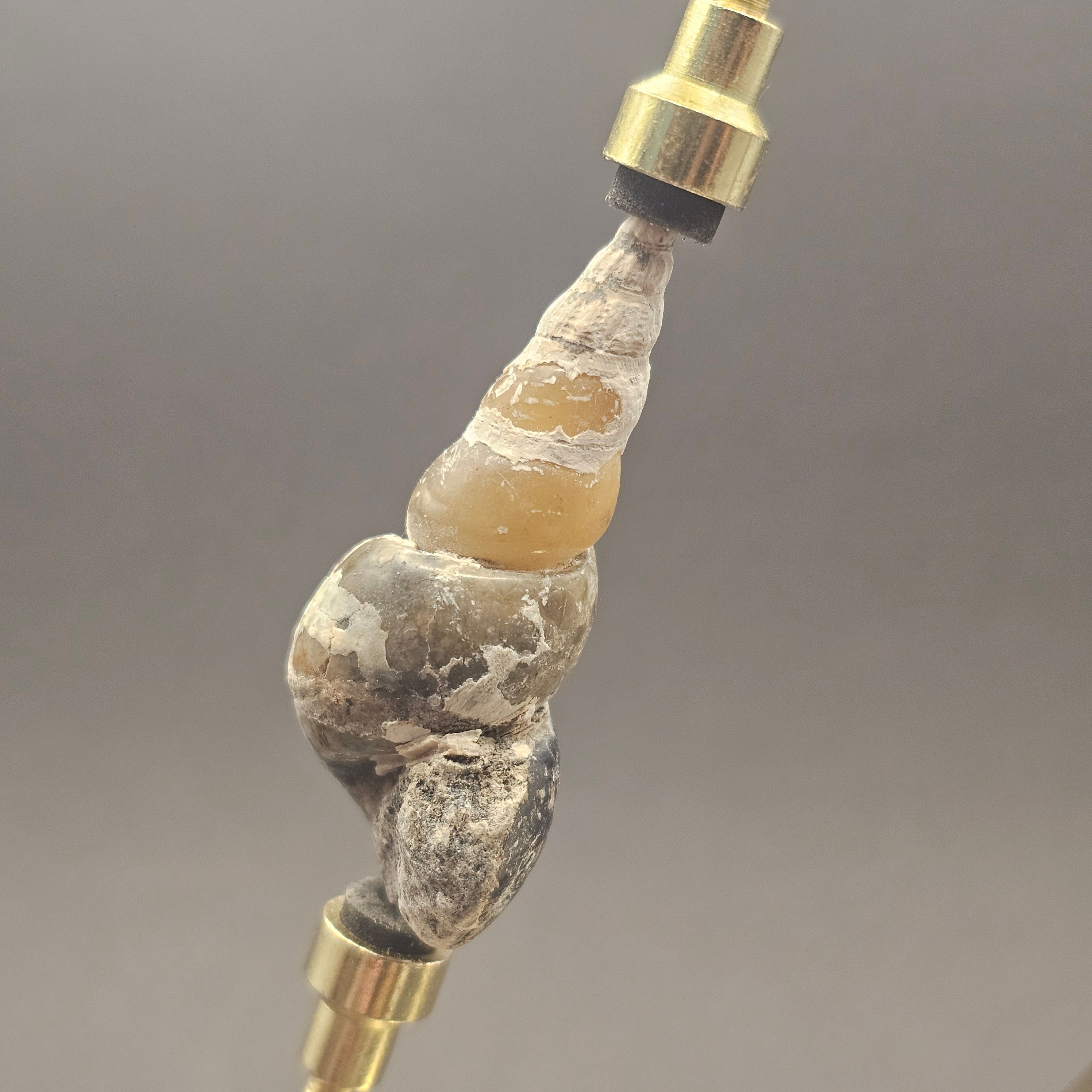 Turritellid Gastropod Shell — view 3