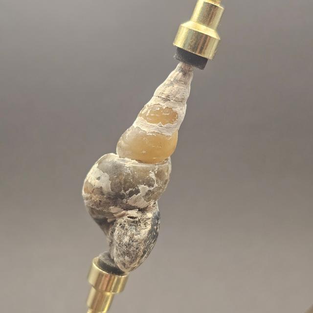 Turritellid Gastropod Shell — view 3