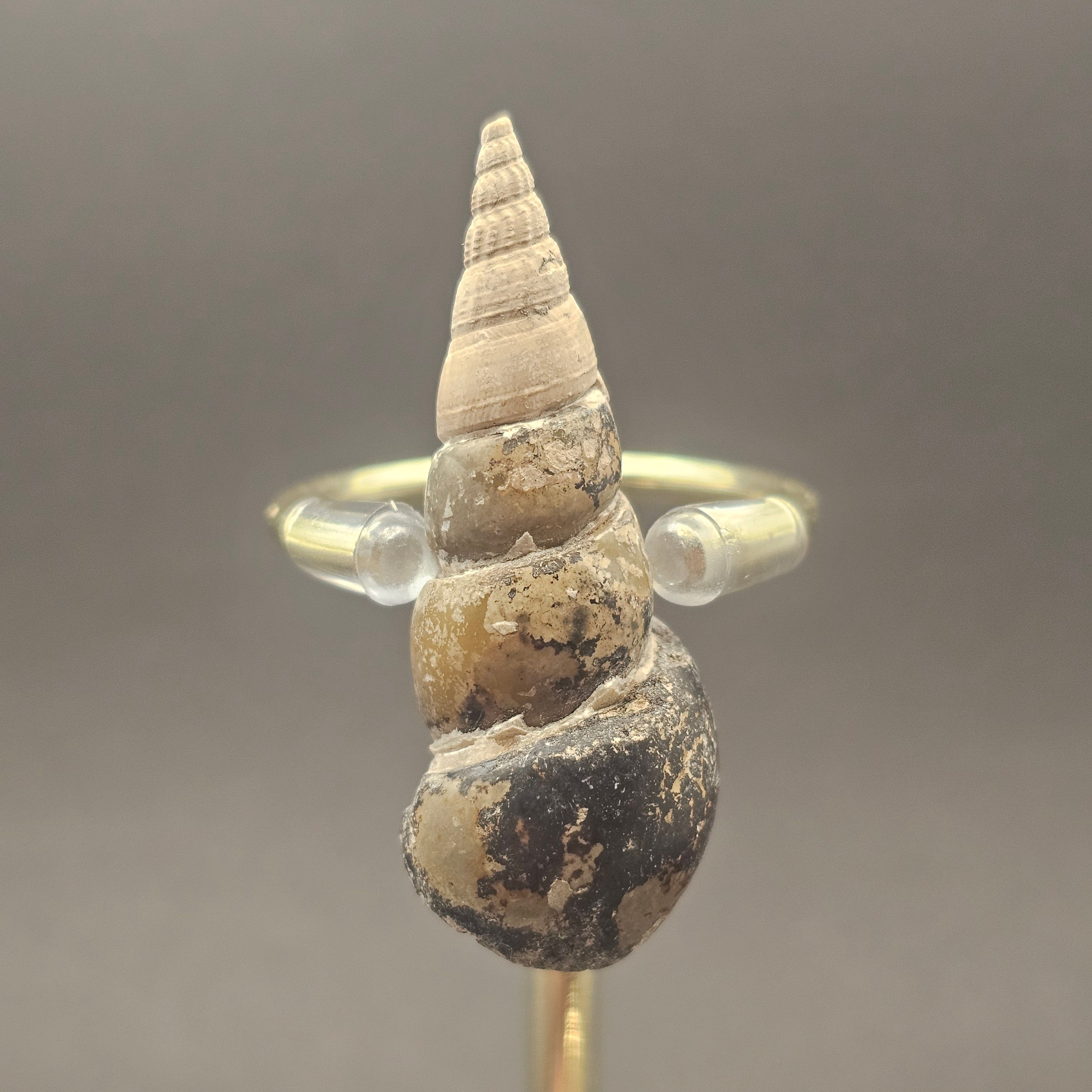 Turritellid Gastropod Shell — view 5
