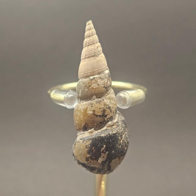Turritellid Gastropod Shell — view 5
