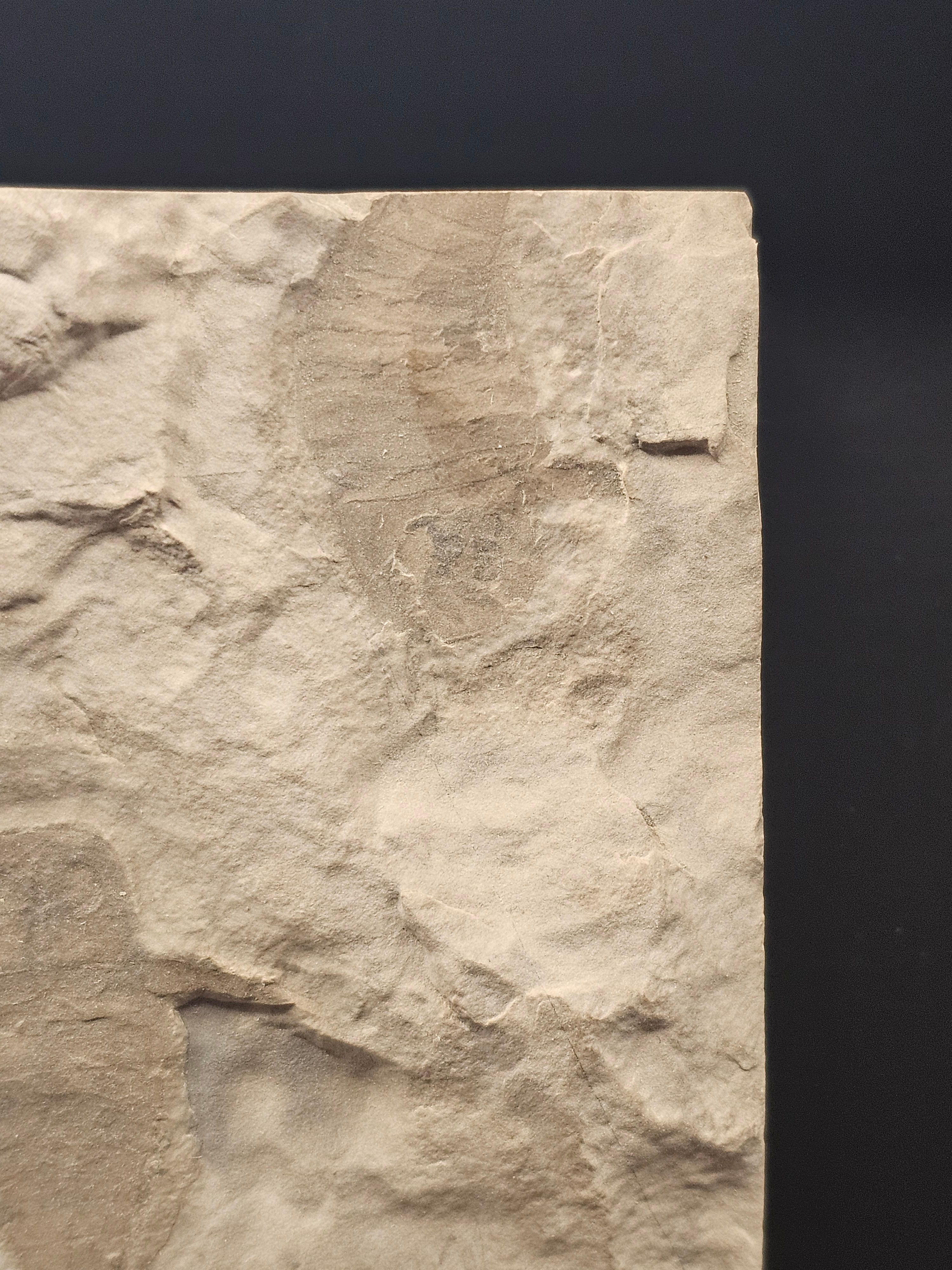 Eurypterid “Sea Scorpion” Fossil Pair in Wooden Display Case — view 4