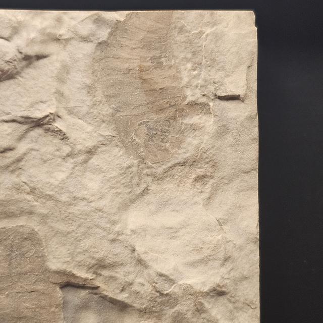 Eurypterid “Sea Scorpion” Fossil Pair in Wooden Display Case — view 4