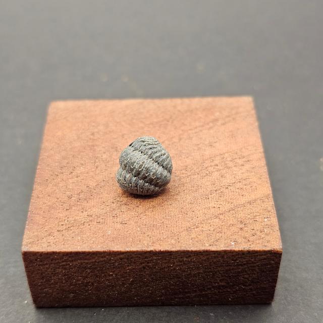 Small Enrolled Phacops Trilobite — view 3