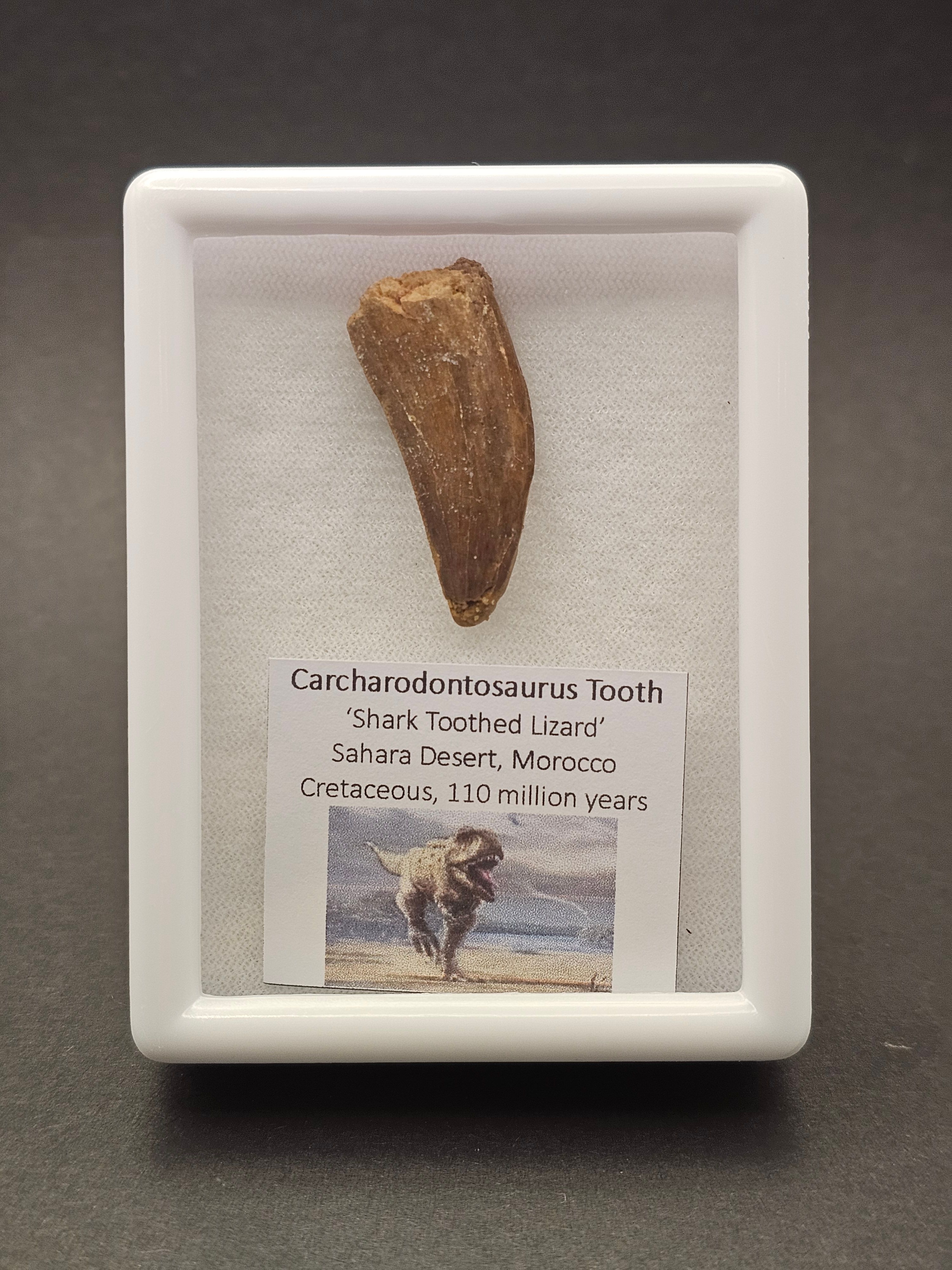 Carcharodontosaurus Tooth