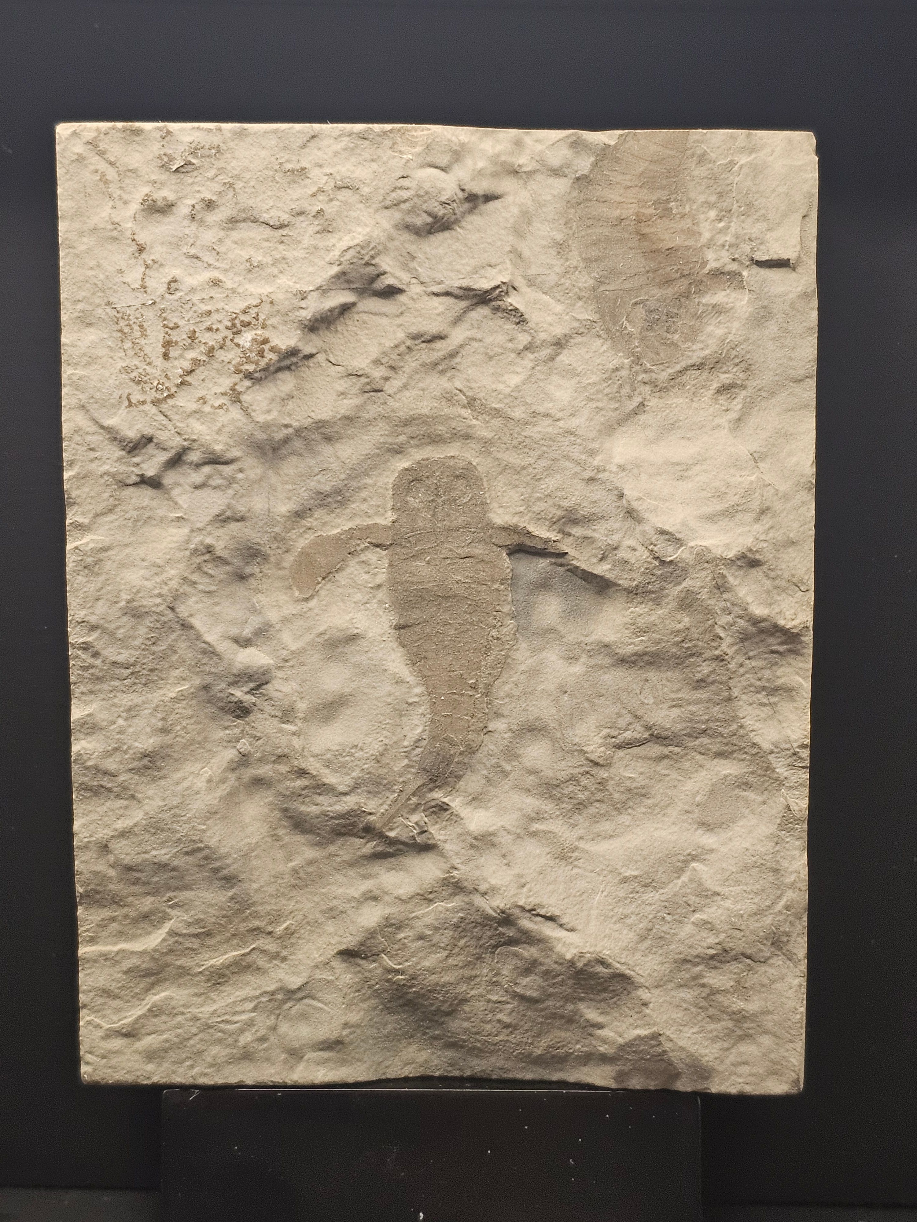 Eurypterid “Sea Scorpion” Fossil Pair in Wooden Display Case — view 2