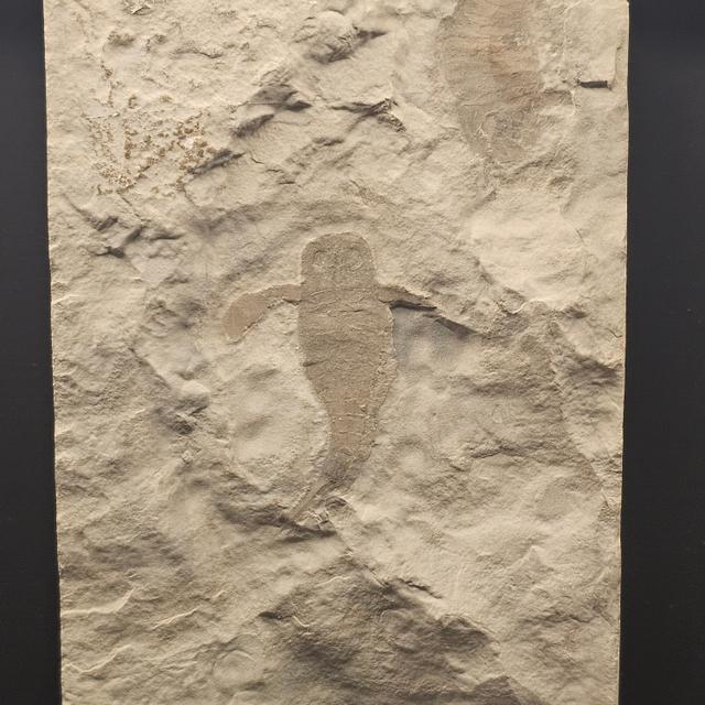 Eurypterid “Sea Scorpion” Fossil Pair in Wooden Display Case — view 2