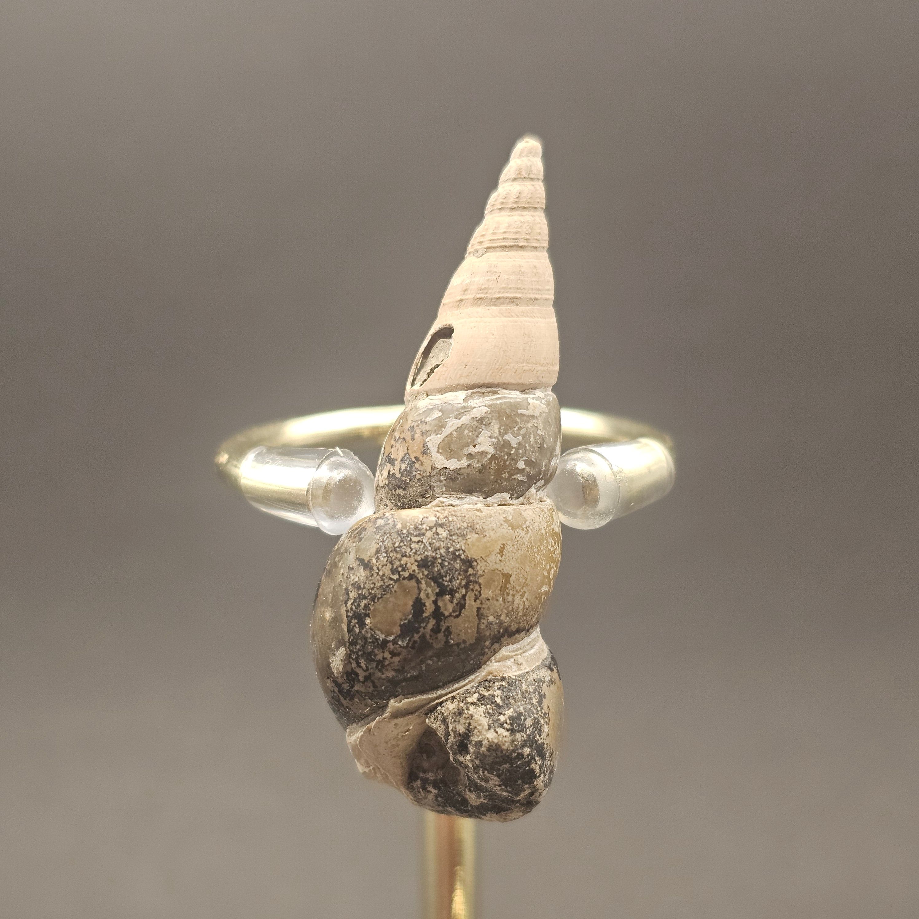 Turritellid Gastropod Shell — view 6