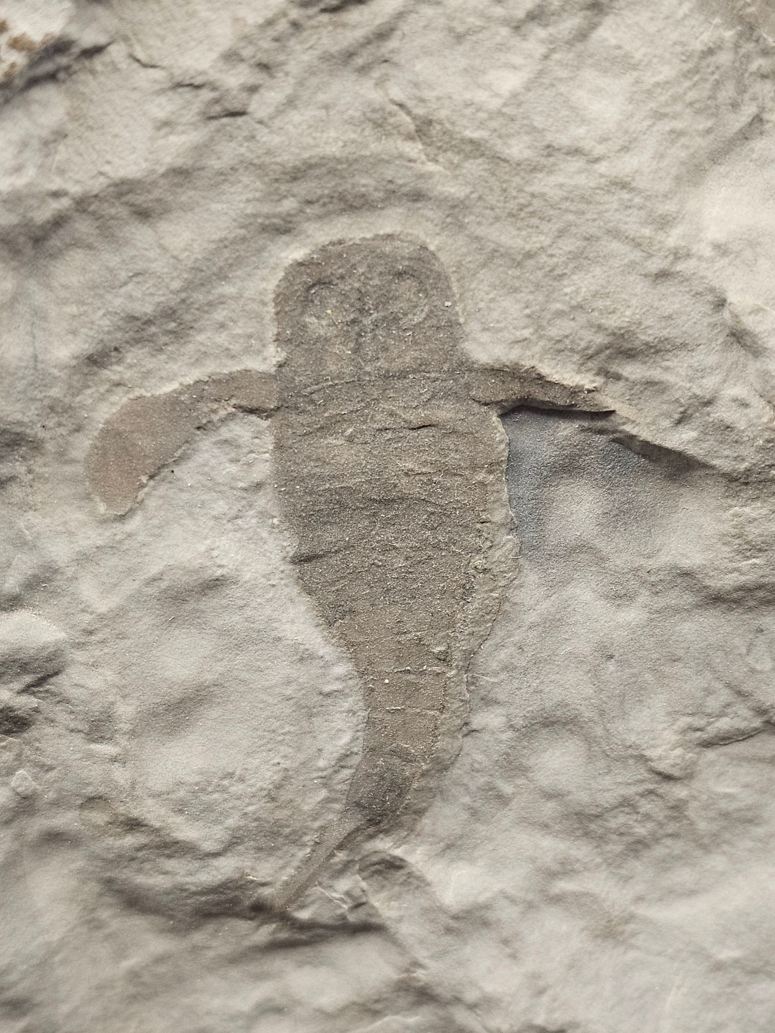 Eurypterid “Sea Scorpion” Fossil Pair in Wooden Display Case — view 5
