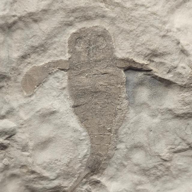 Eurypterid “Sea Scorpion” Fossil Pair in Wooden Display Case — view 5