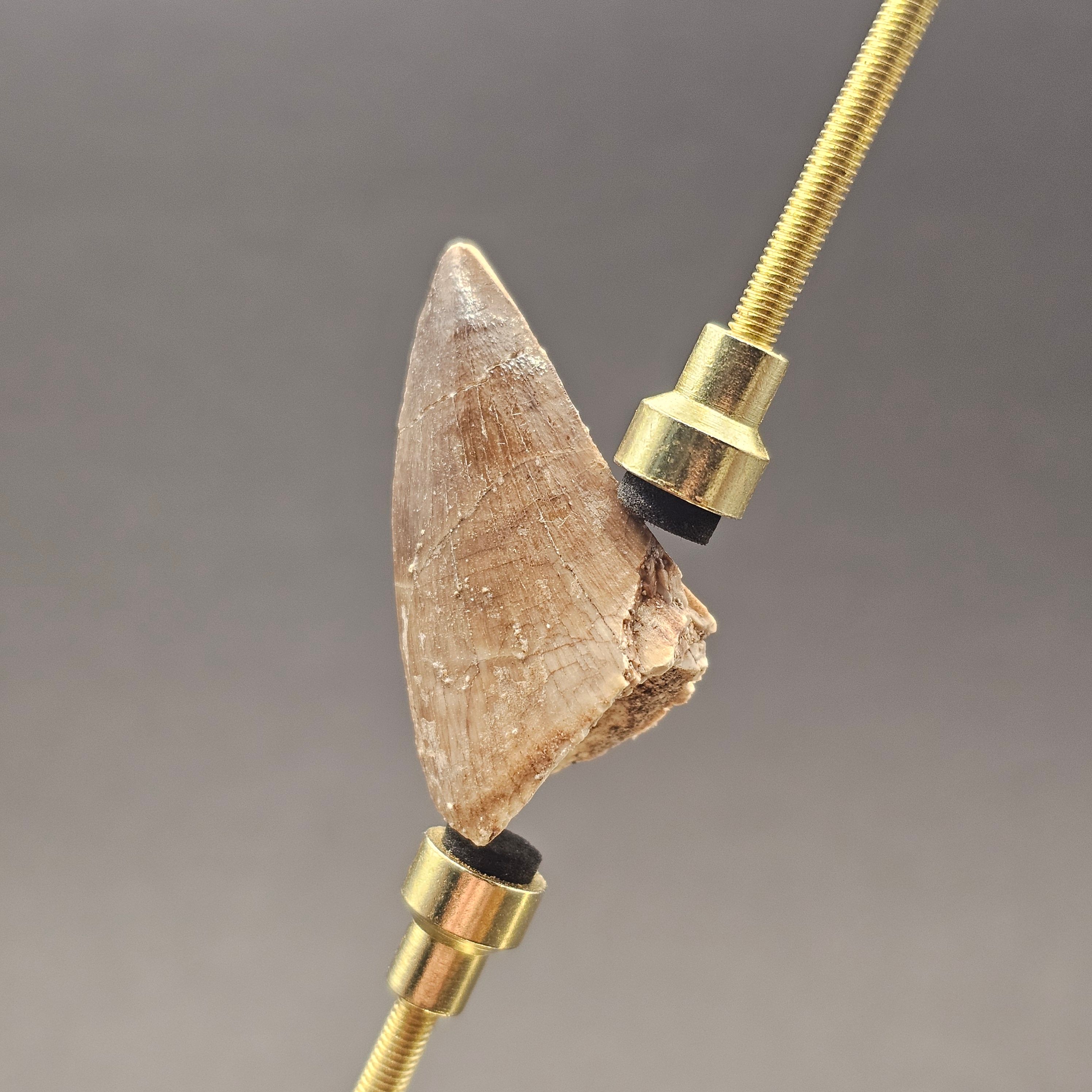 Mosasaur Tooth — view 2