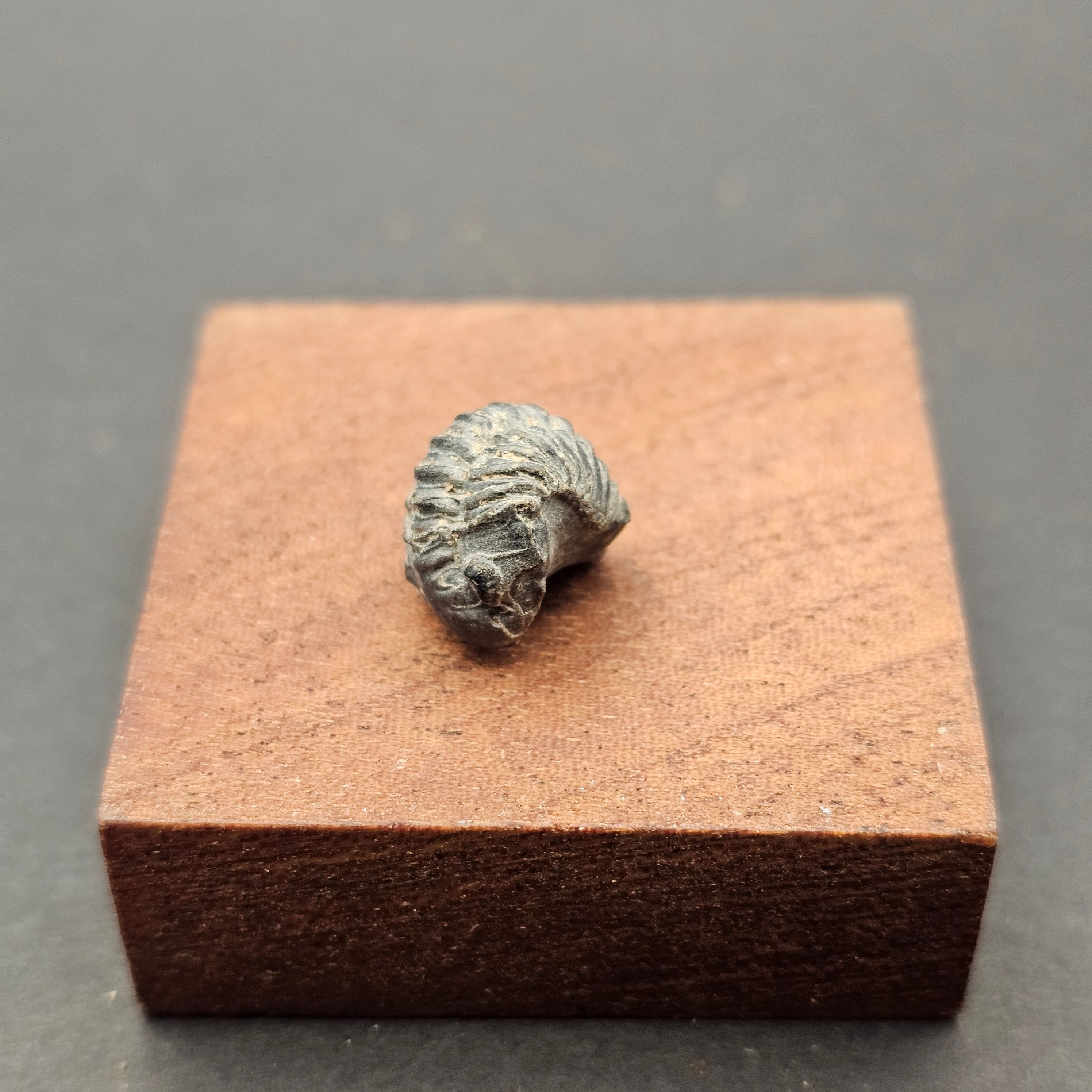 Small Enrolled Phacops Trilobite — view 2