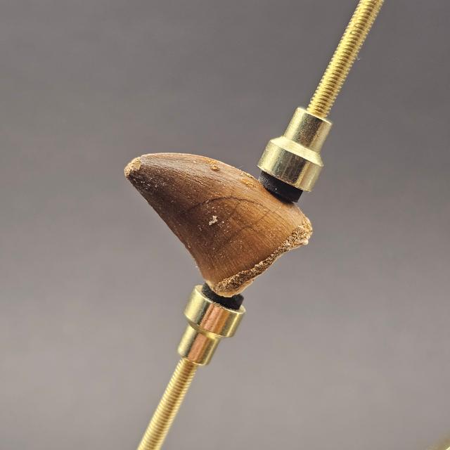 Mosasaur Tooth — view 4