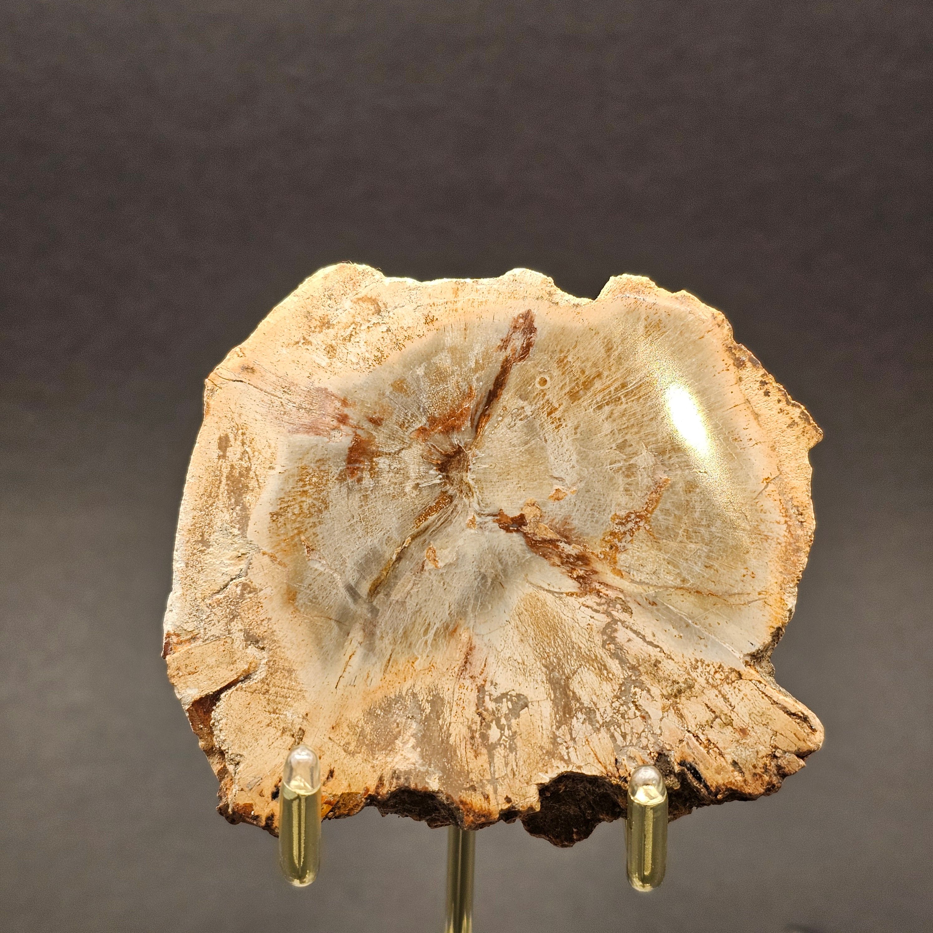Polished Triassic Petrified Wood Slice from Madagascar — view 7