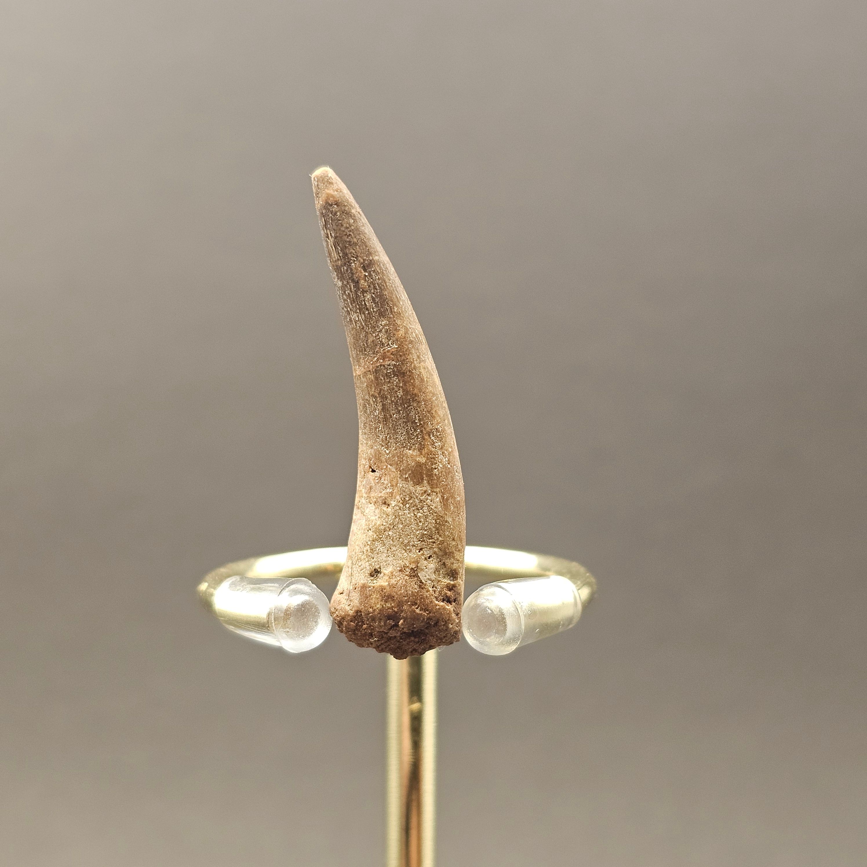 Plesiosaur Tooth — view 4