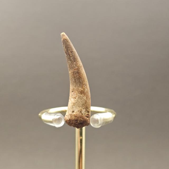Plesiosaur Tooth — view 4