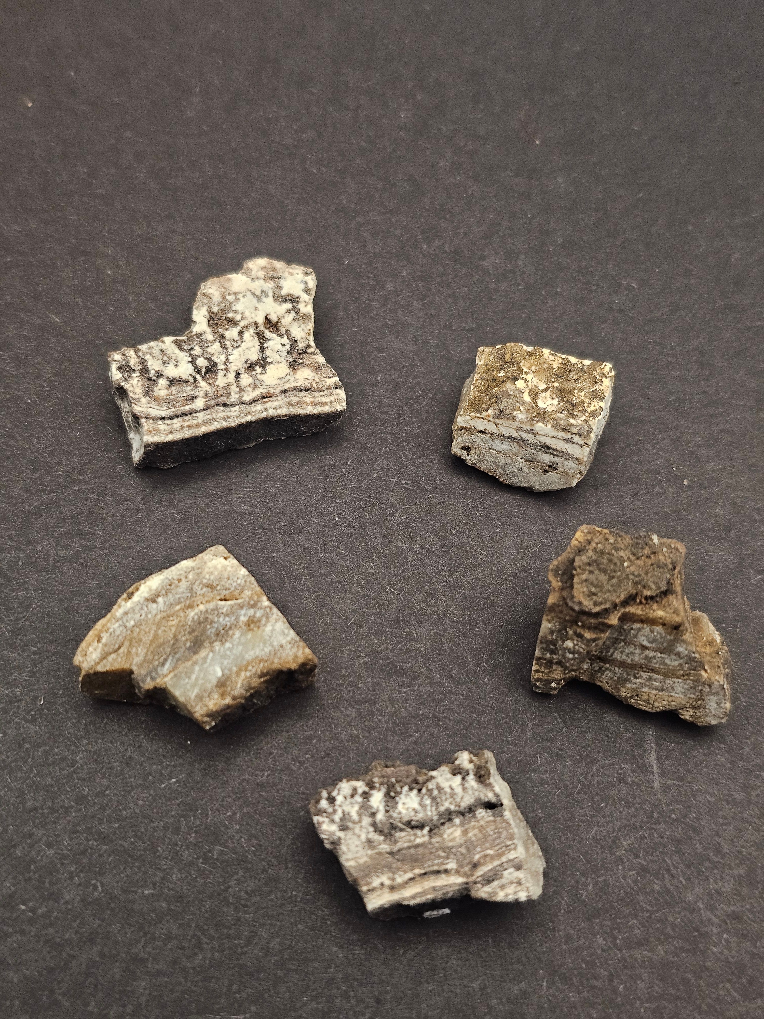 Dresser Formation Stromatolite Fragment