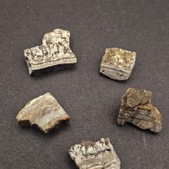 Dresser Formation Stromatolite Fragment