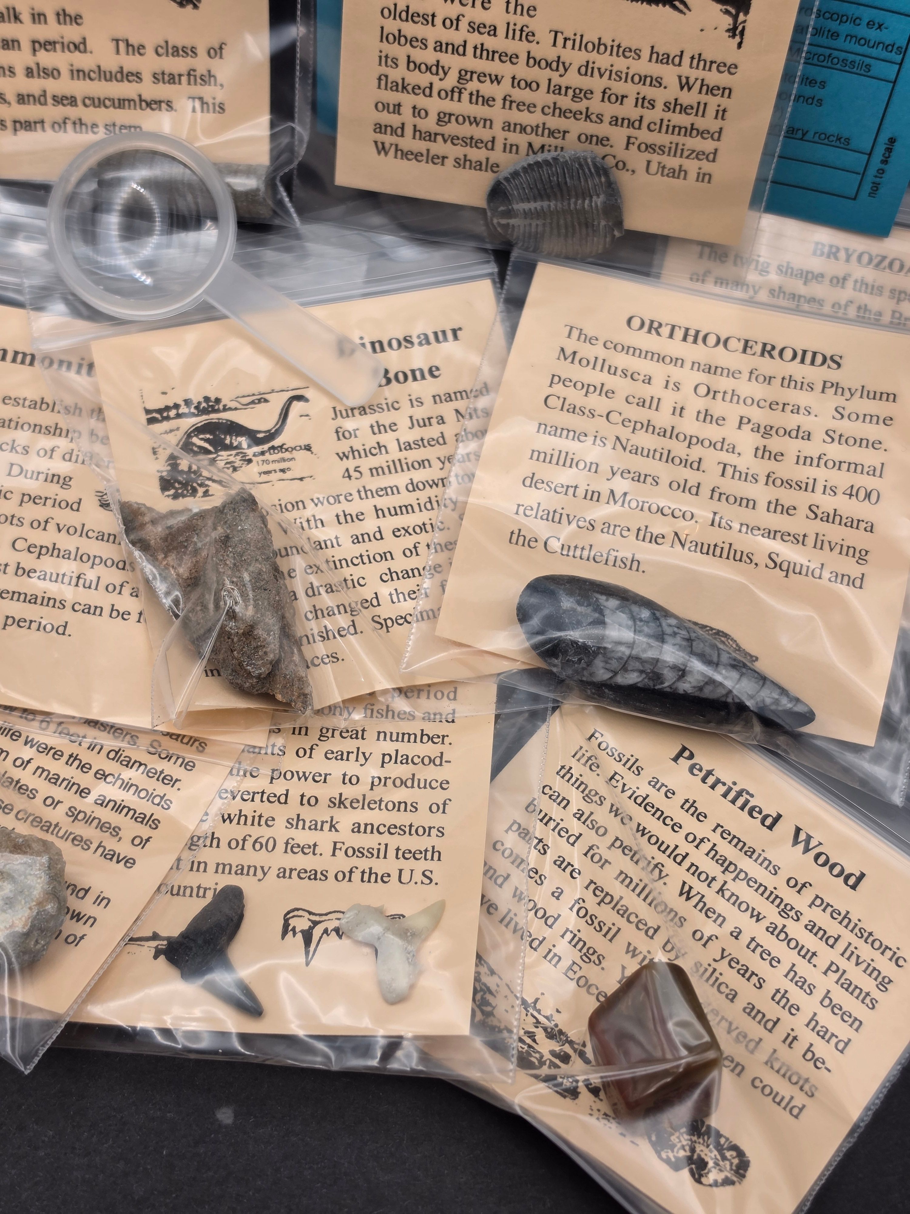 Big Bang Fossil Bundle Bag – 10 Genuine Fossil Specimens — view 4