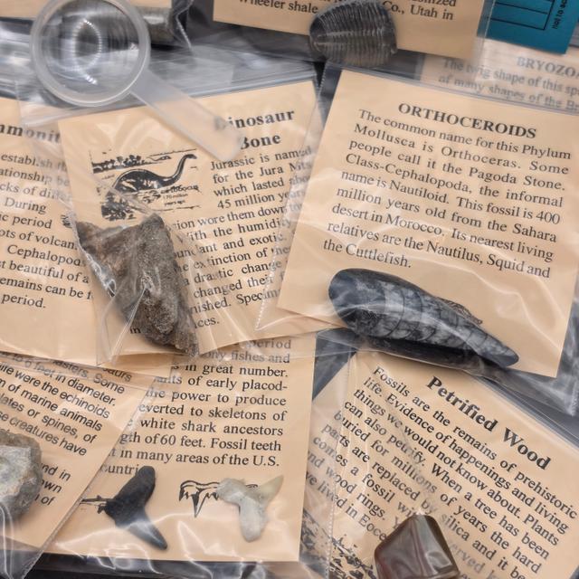 Big Bang Fossil Bundle Bag – 10 Genuine Fossil Specimens — view 4