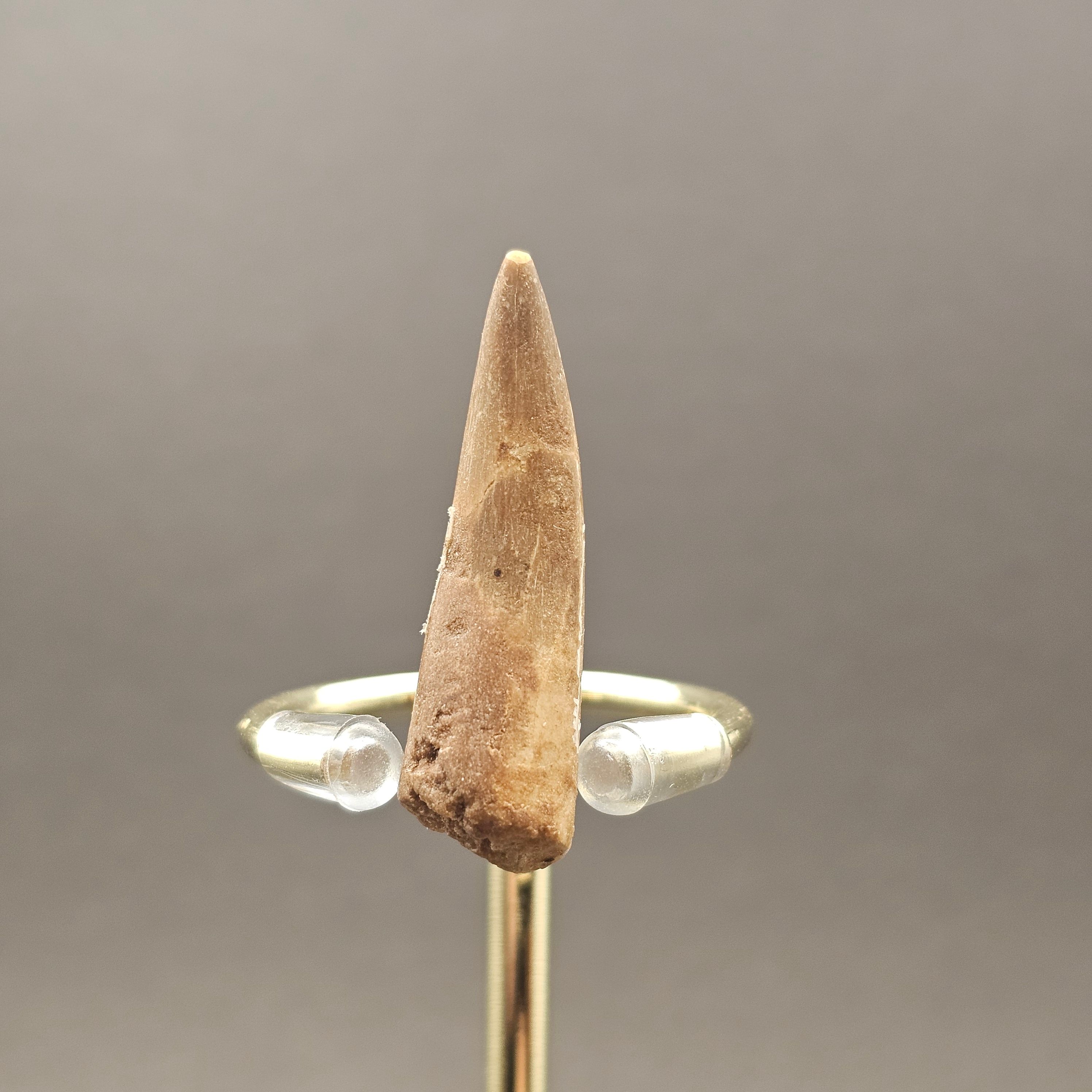 Plesiosaur Tooth — view 6