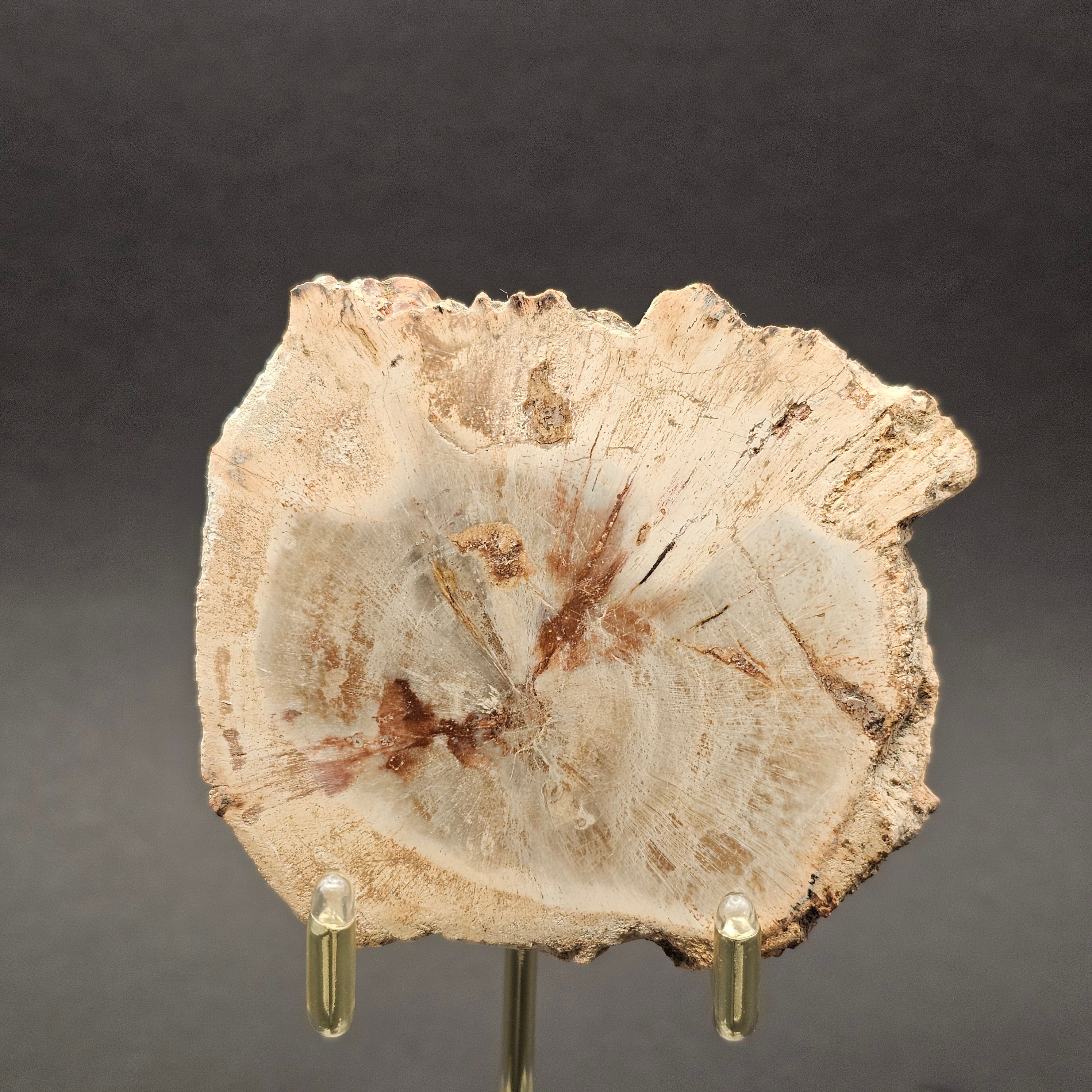 Polished Triassic Petrified Wood Slice from Madagascar — view 8