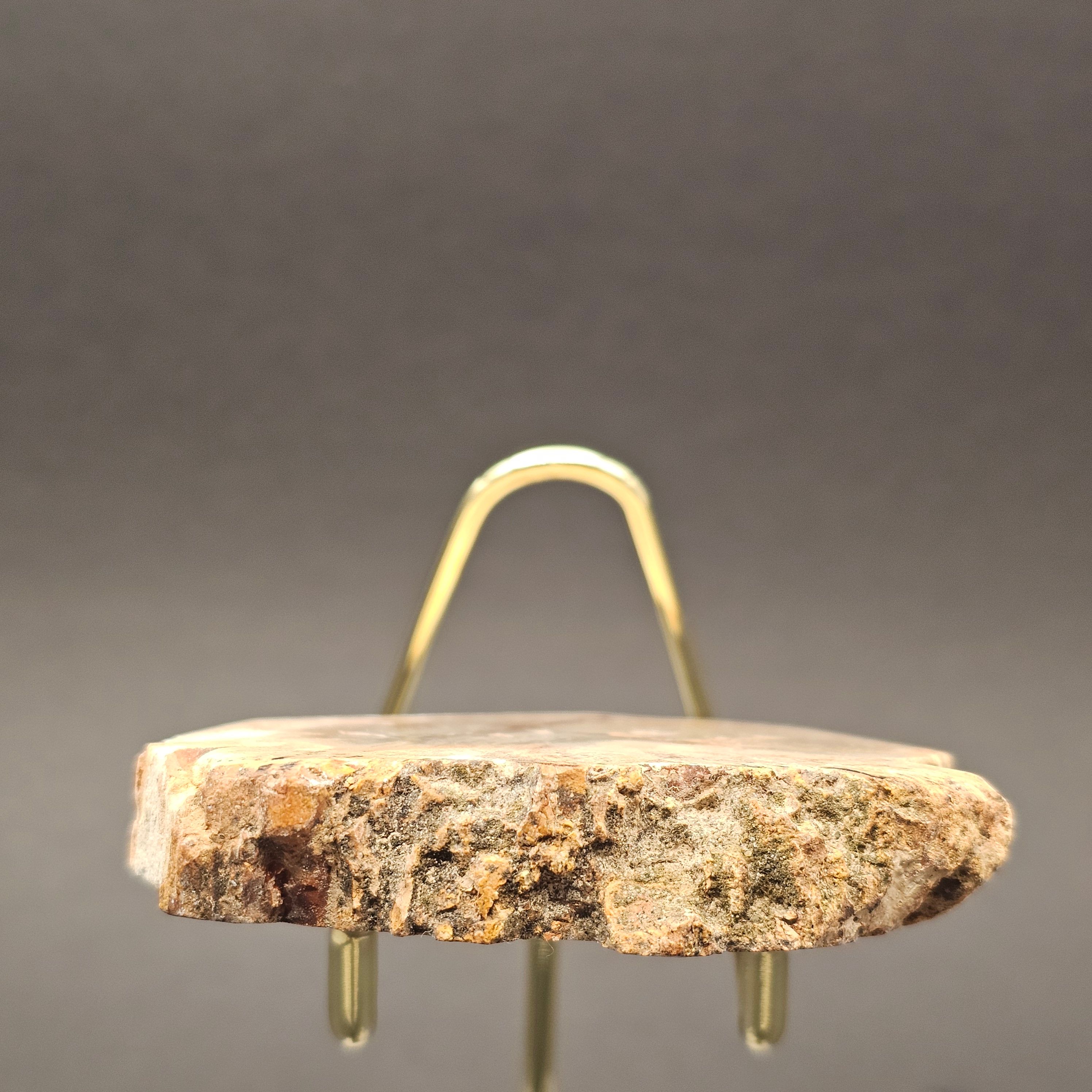 Polished Triassic Petrified Wood Slice from Madagascar — view 9