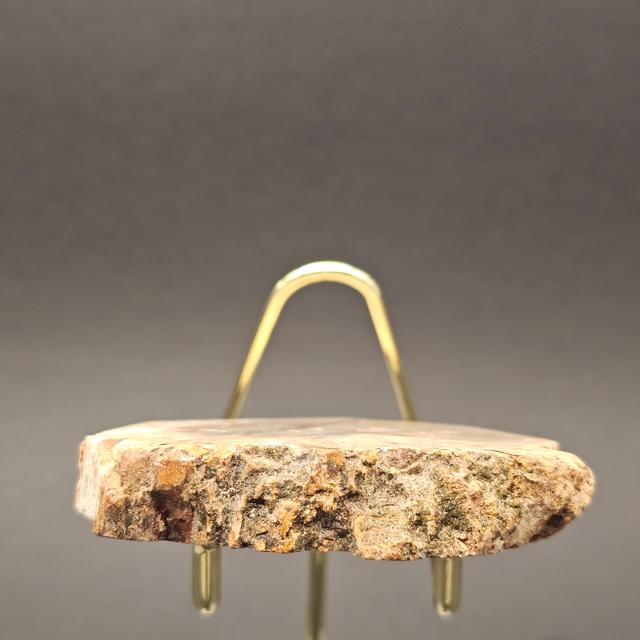 Polished Triassic Petrified Wood Slice from Madagascar — view 9