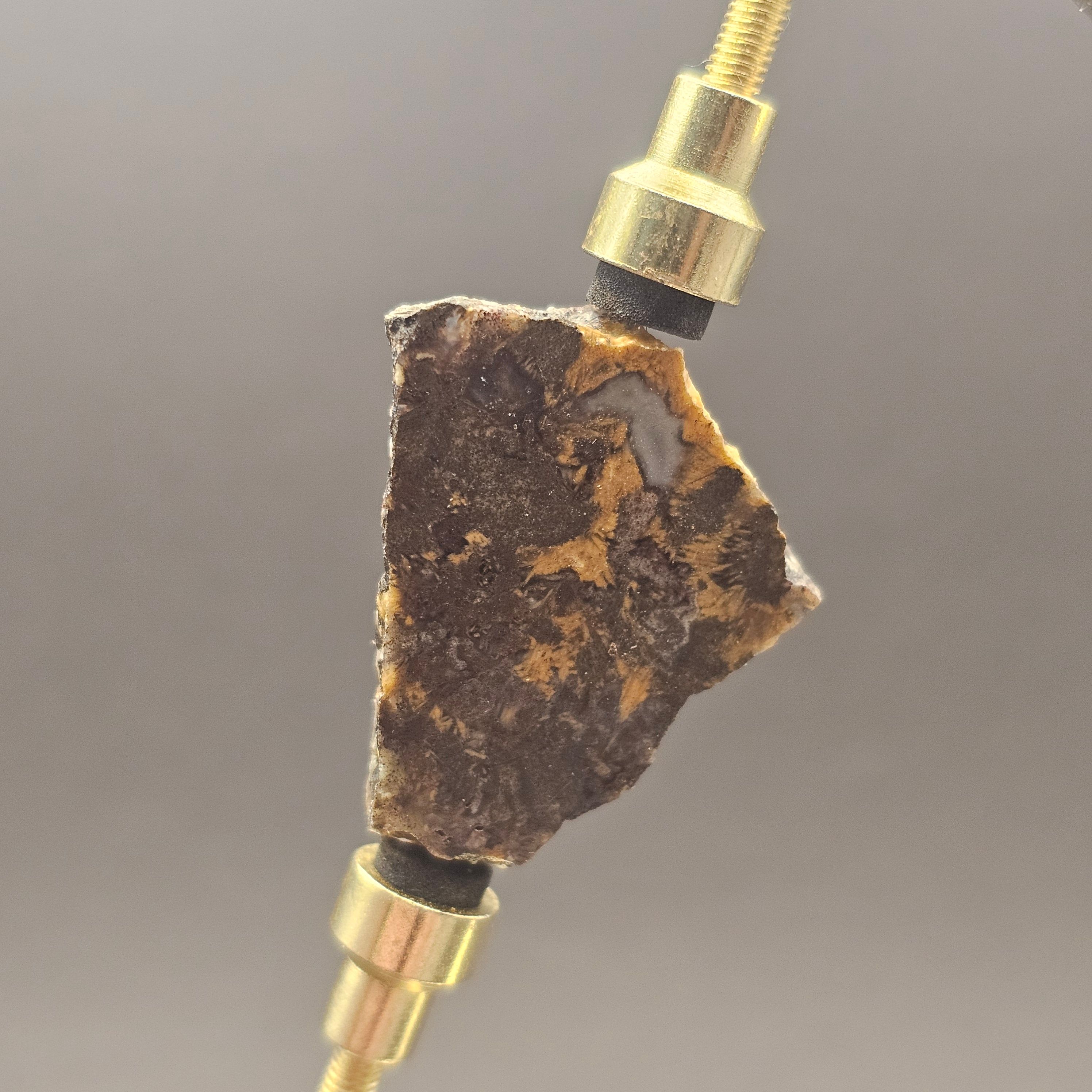 Atlasaurus Bone Slice — view 7