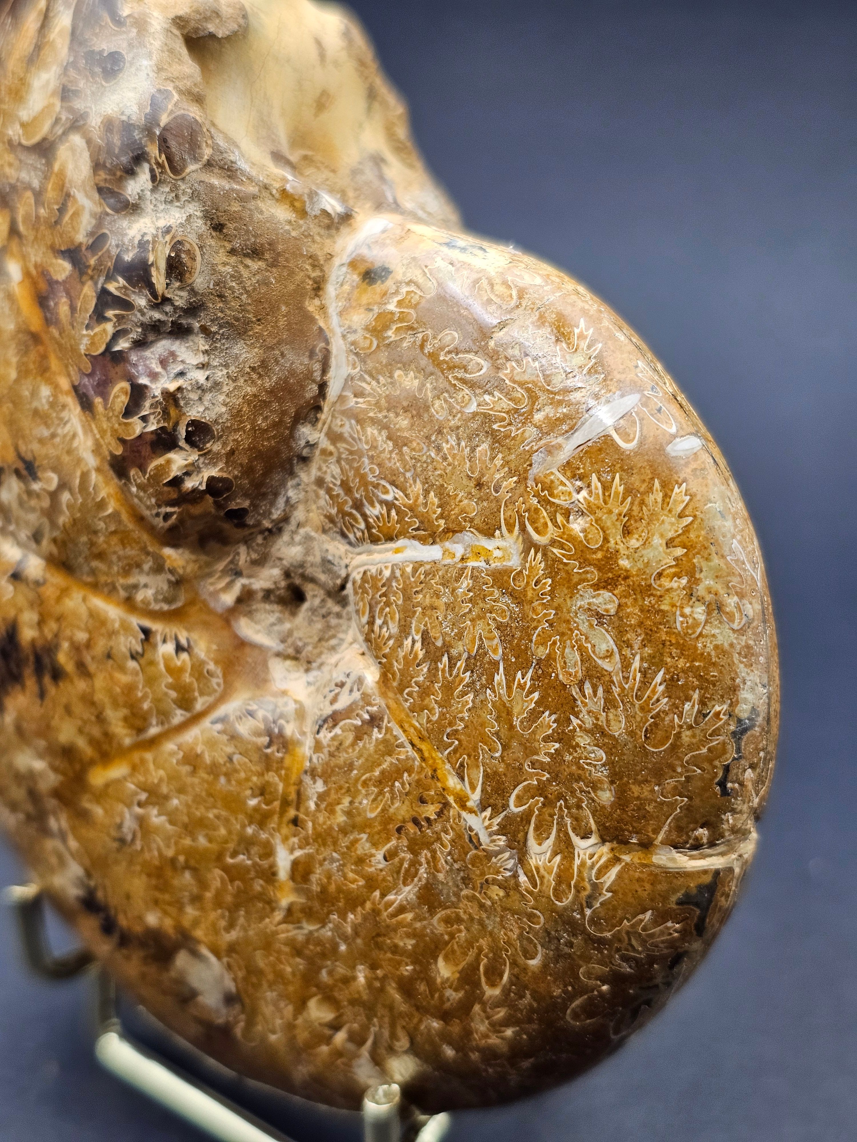 Polished Madagascan Phylloceratid Ammonite - 305g — view 8