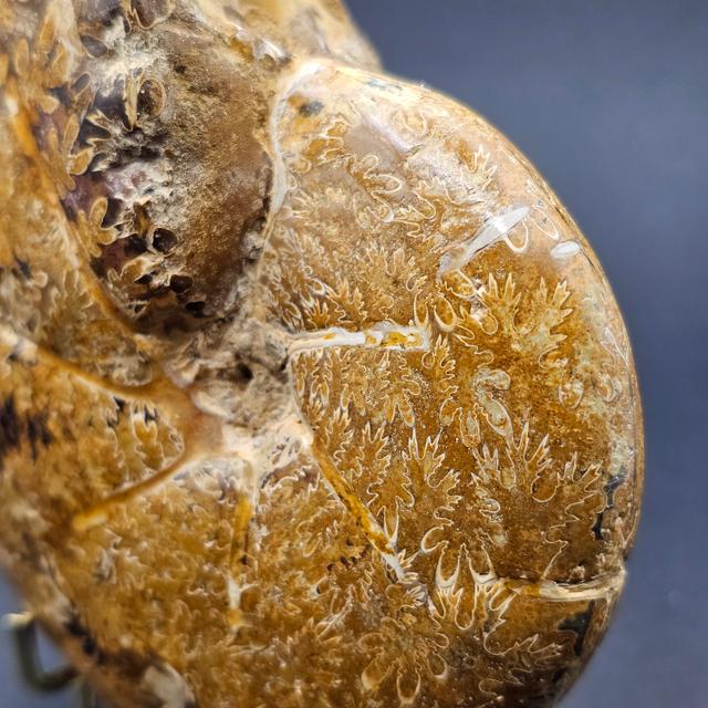 Polished Madagascan Phylloceratid Ammonite - 305g — view 8