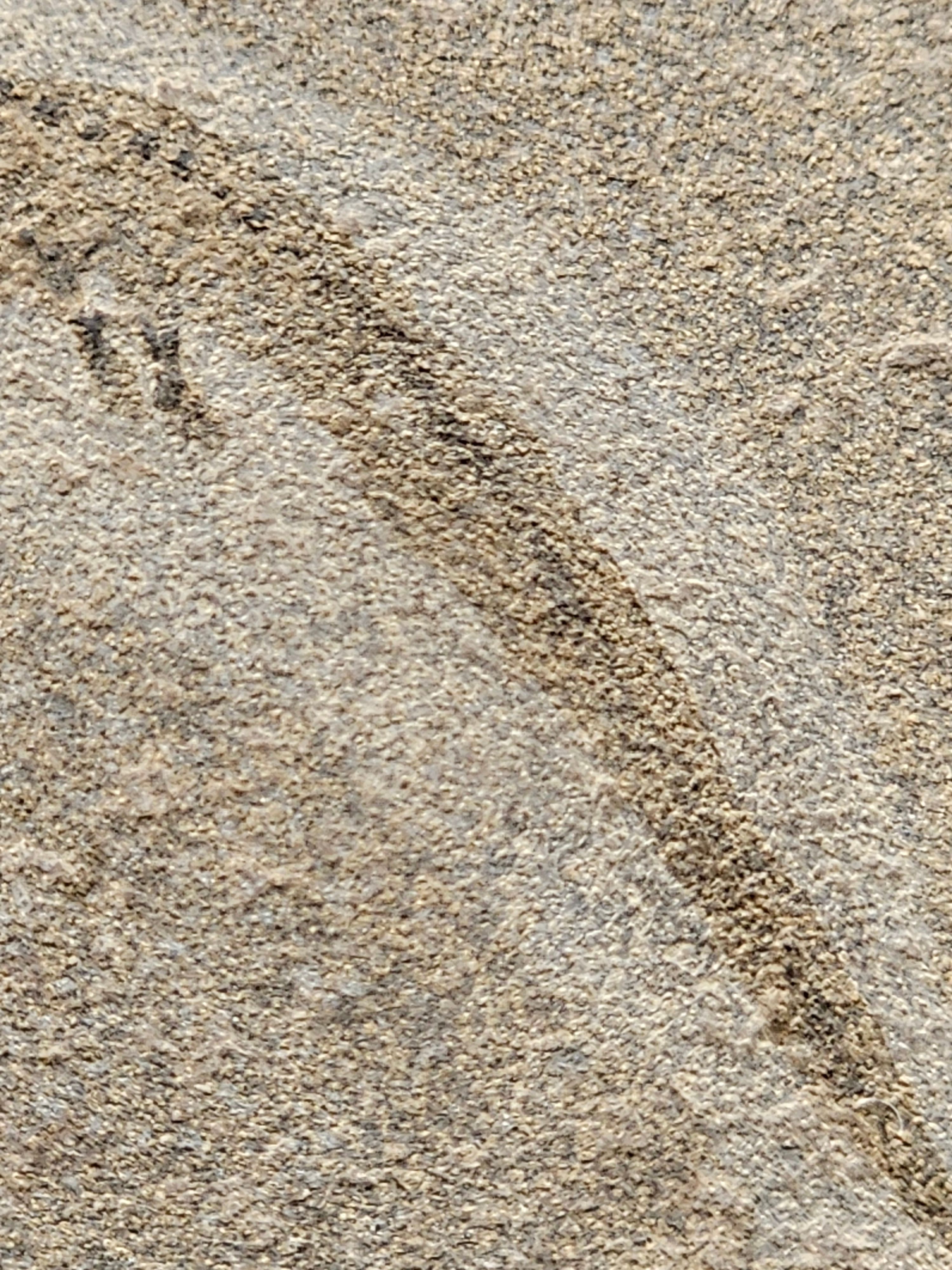 Apateon Branchiosaur | 6cm Specimen — view 5