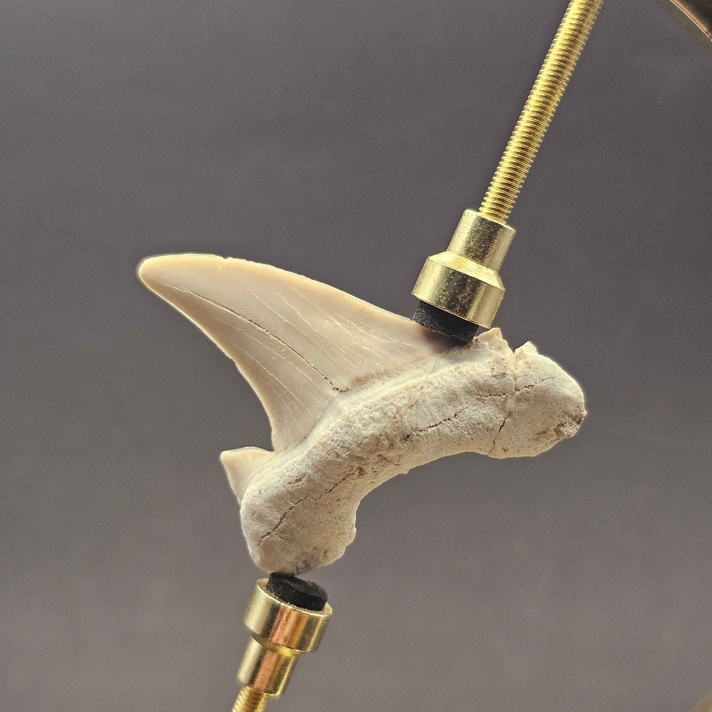 Otodus Shark Tooth — view 2
