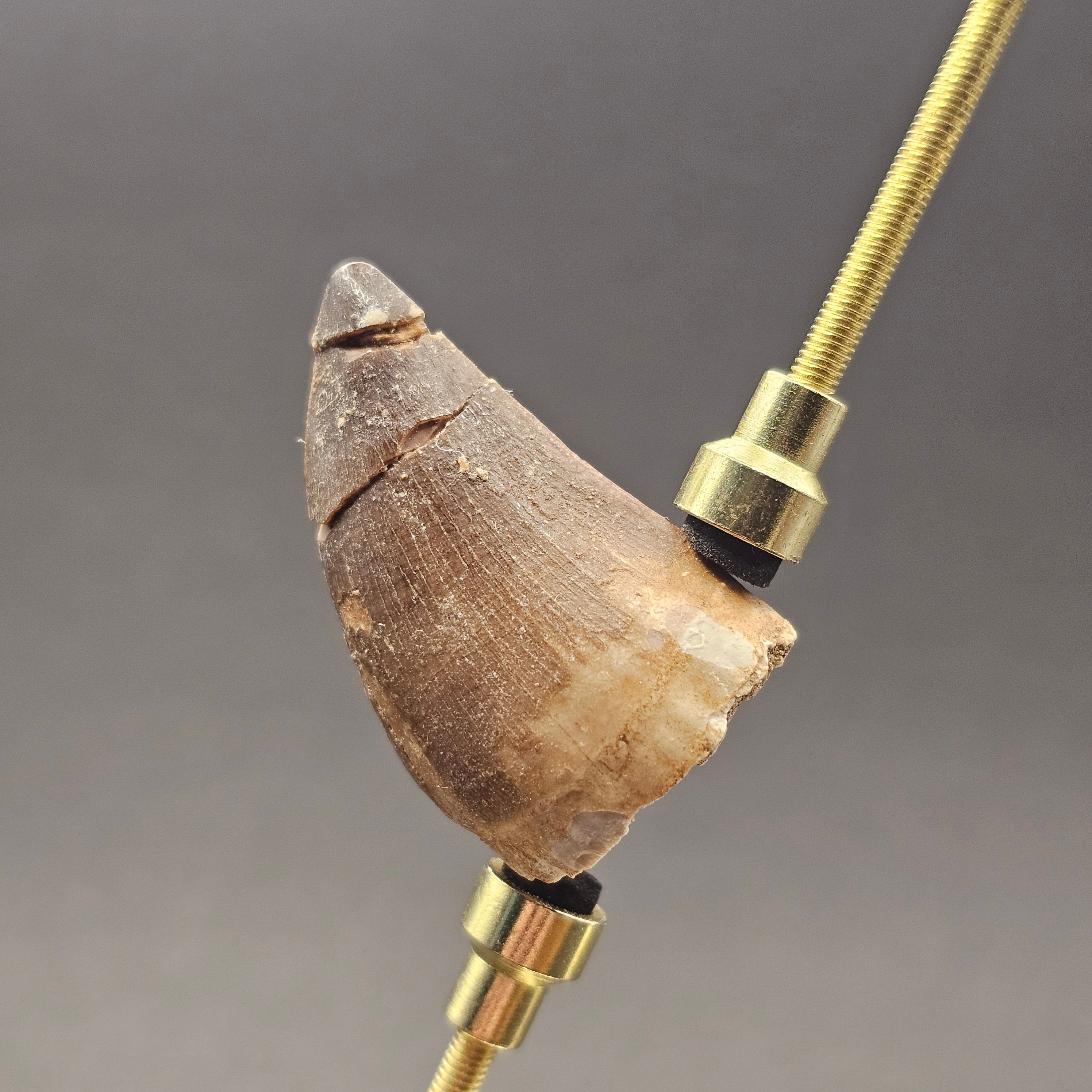 Mosasaur Tooth — view 3