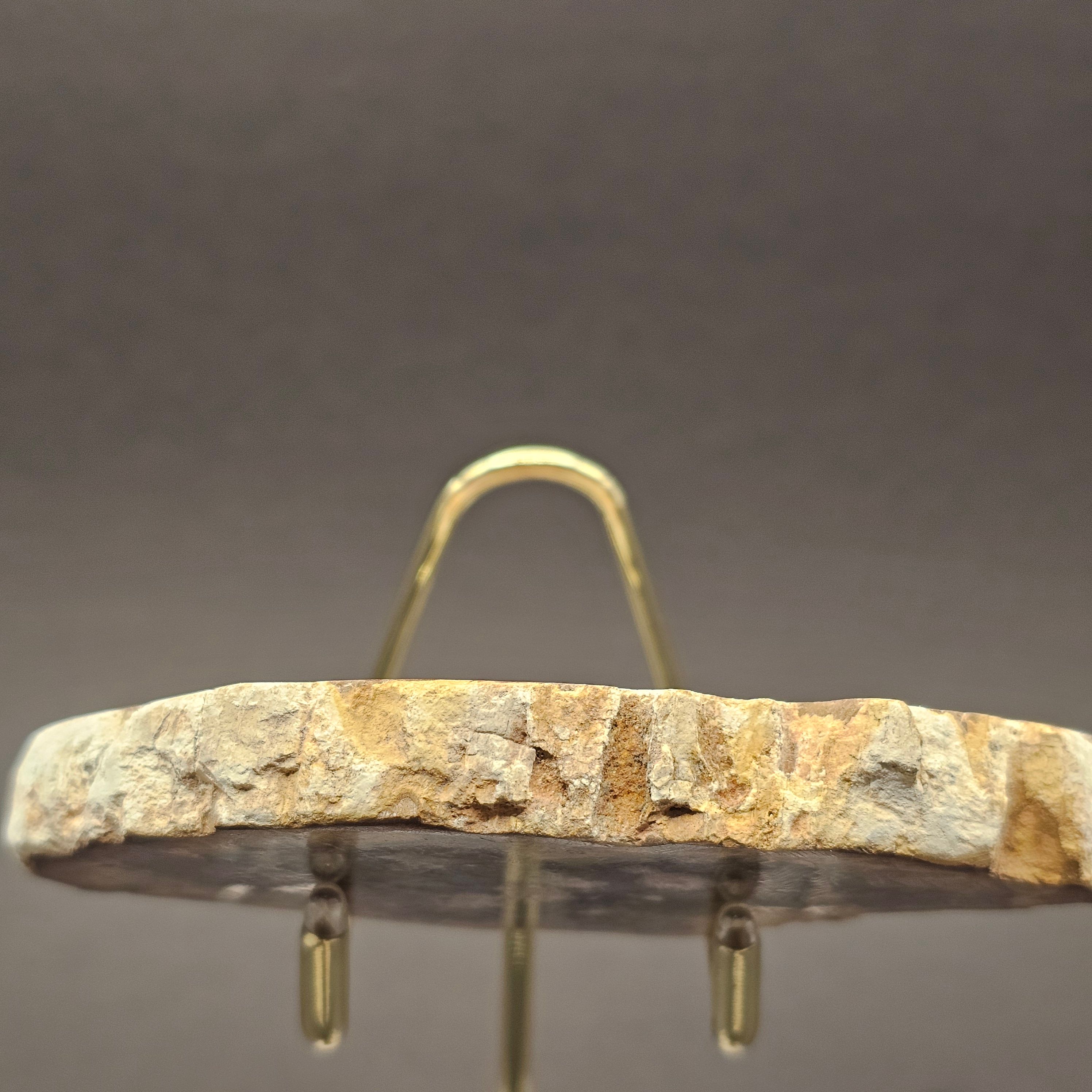 Polished Triassic Petrified Wood Slice from Madagascar — view 6