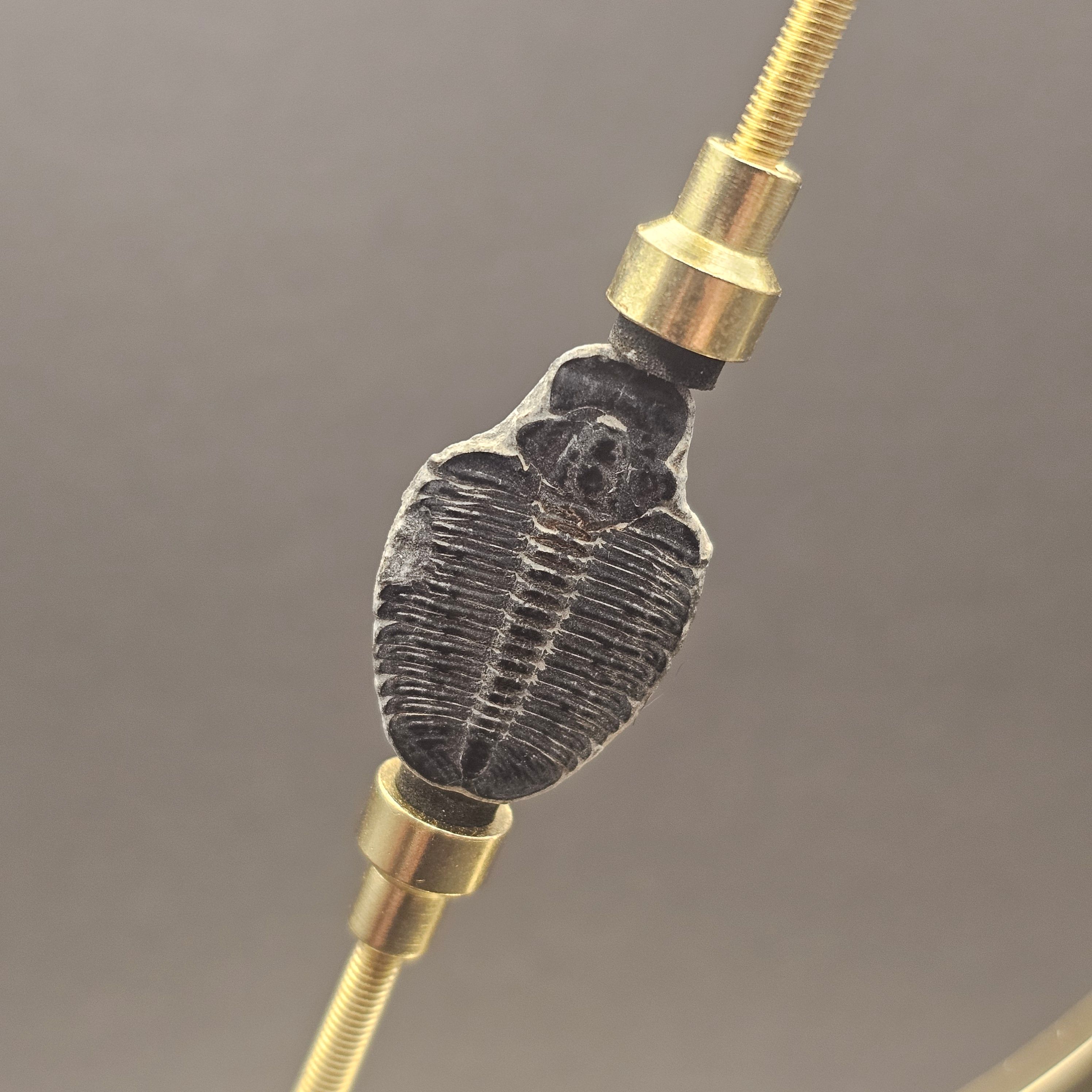 Elrathia Trilobite
