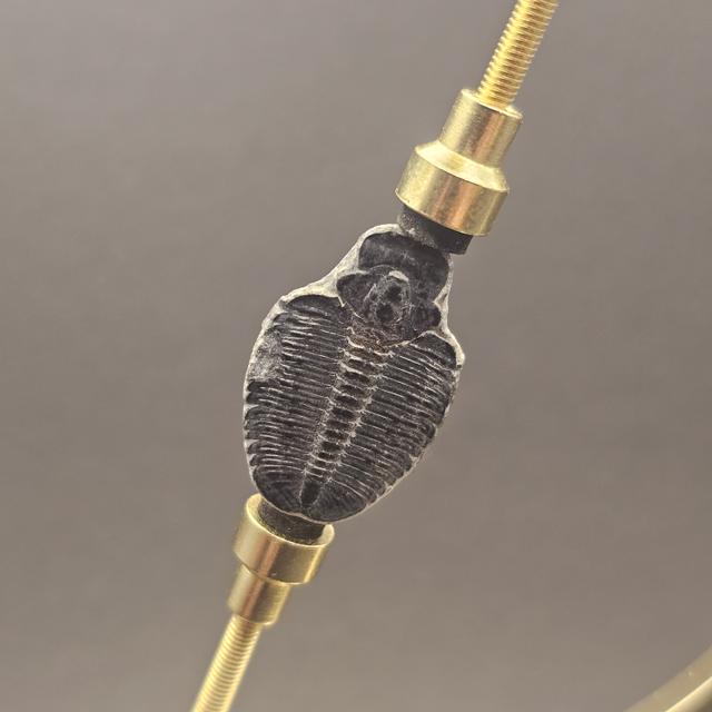Elrathia Trilobite — view 1