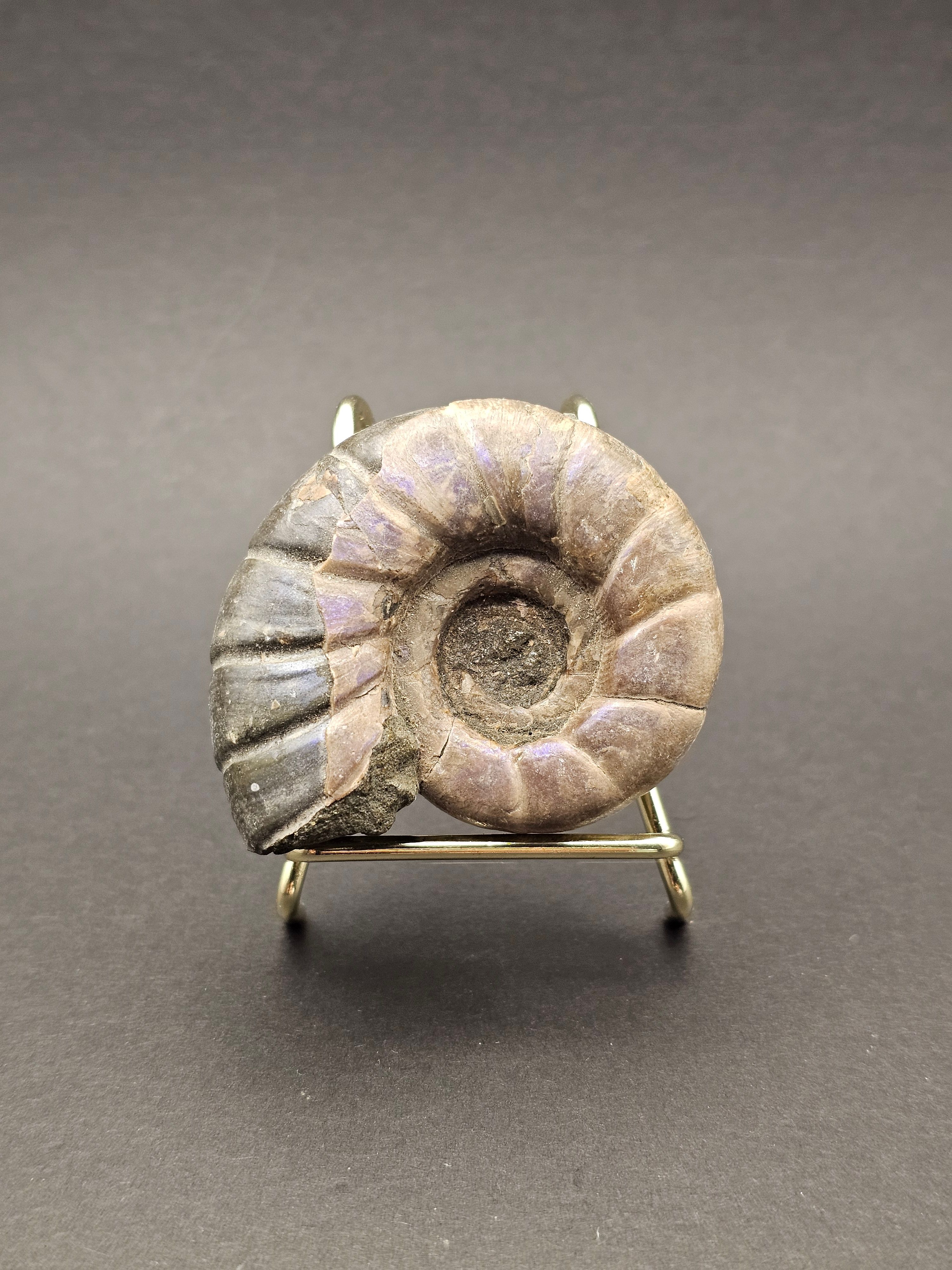 Eotetragonites umbilicostriatus Ammonite - Madagasca - 65g